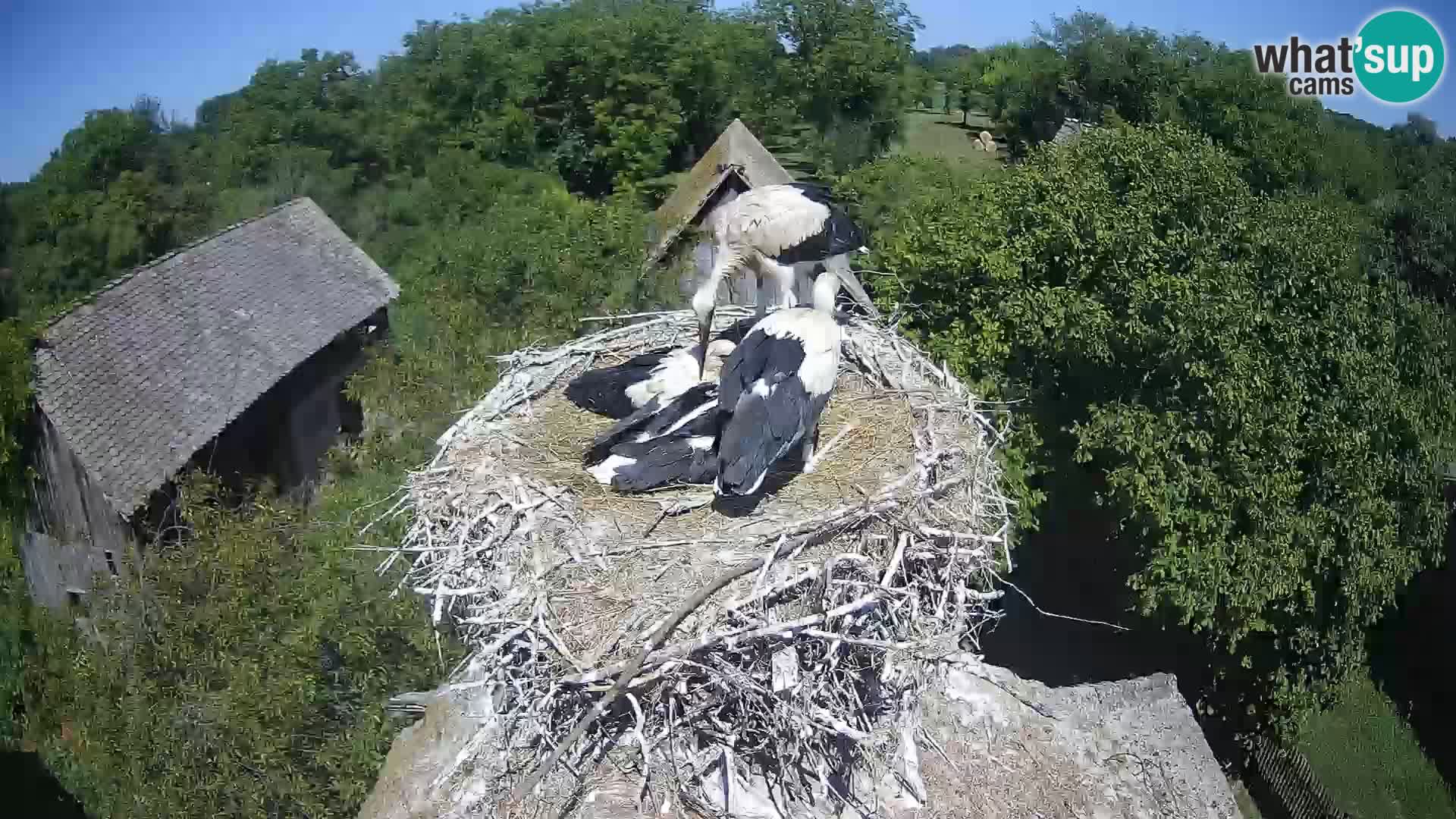 Villaggio delle cicogne europee webcam Parco naturale di Lonjsko polje