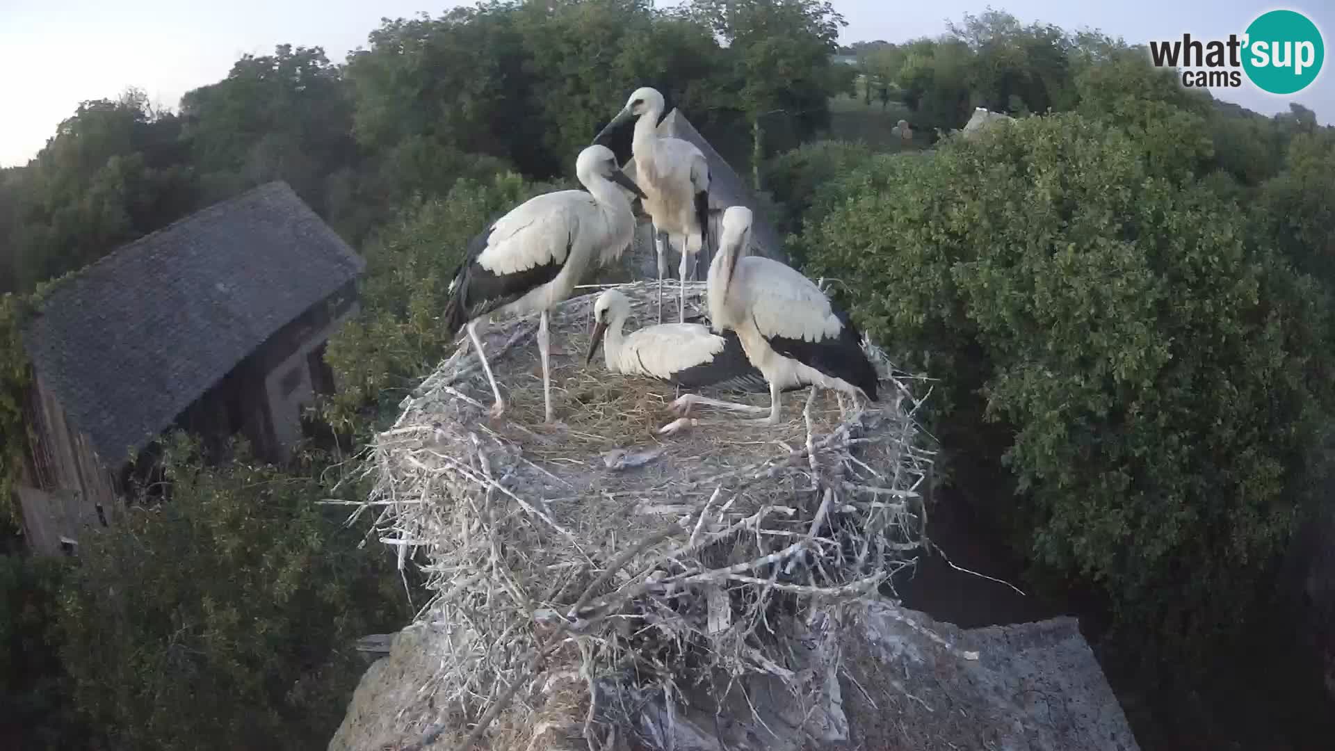 Village européen de cigognes webcam Parc naturel de Lonjsko polje