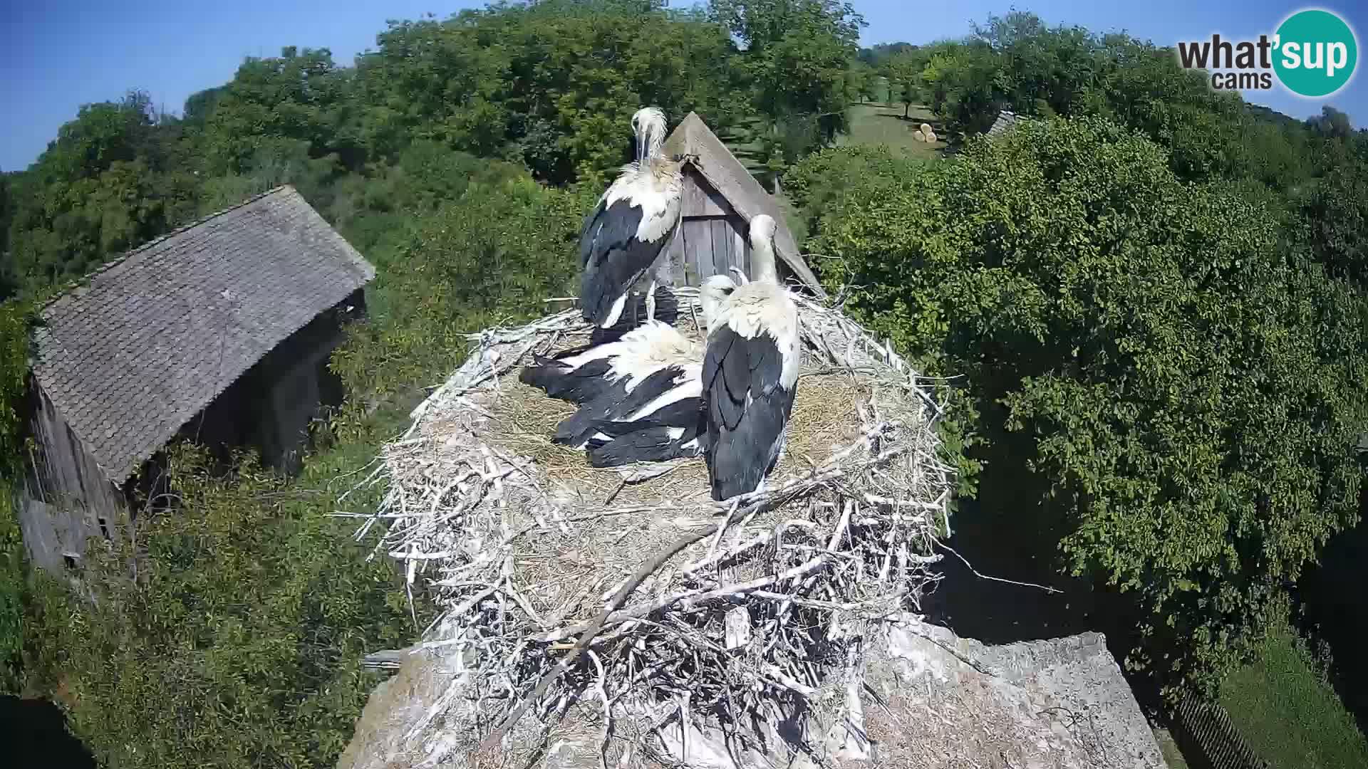 Villaggio delle cicogne europee webcam Parco naturale di Lonjsko polje