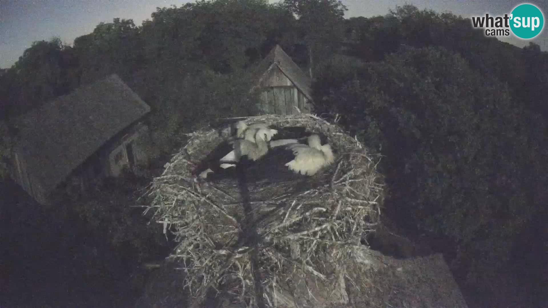 Village européen de cigognes webcam Parc naturel de Lonjsko polje