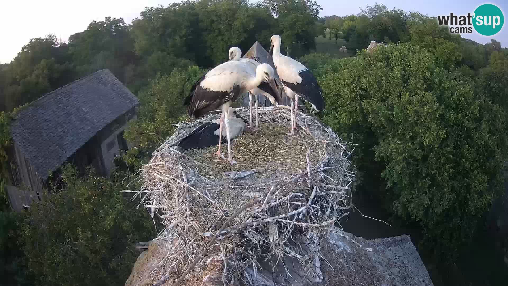 Webcam Europäisches Storchendorf – Naturpark Lonjsko polje