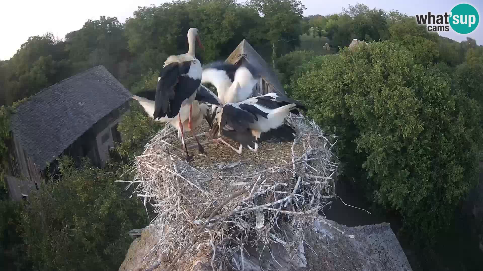 Webcam Europäisches Storchendorf – Naturpark Lonjsko polje