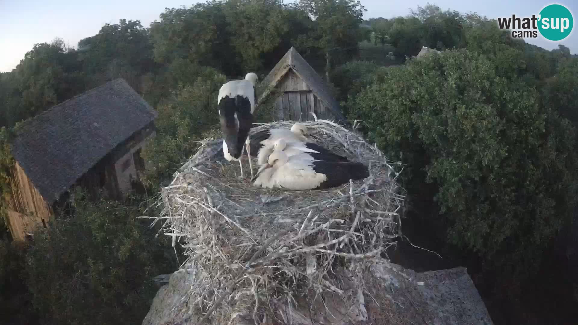 Pueblo europeo de cigüeñas camera en vivo Parque Natural Lonjsko polje