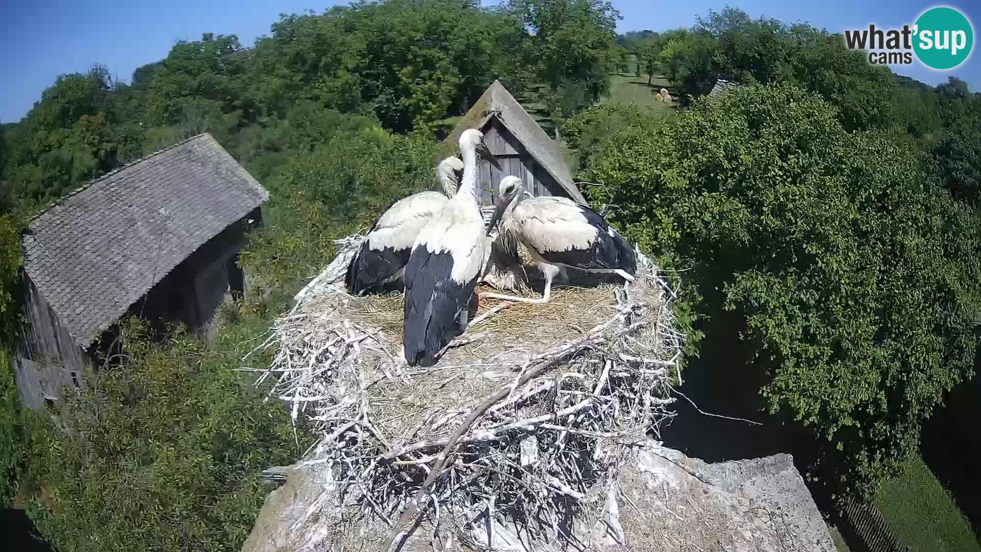 Villaggio delle cicogne europee webcam Parco naturale di Lonjsko polje