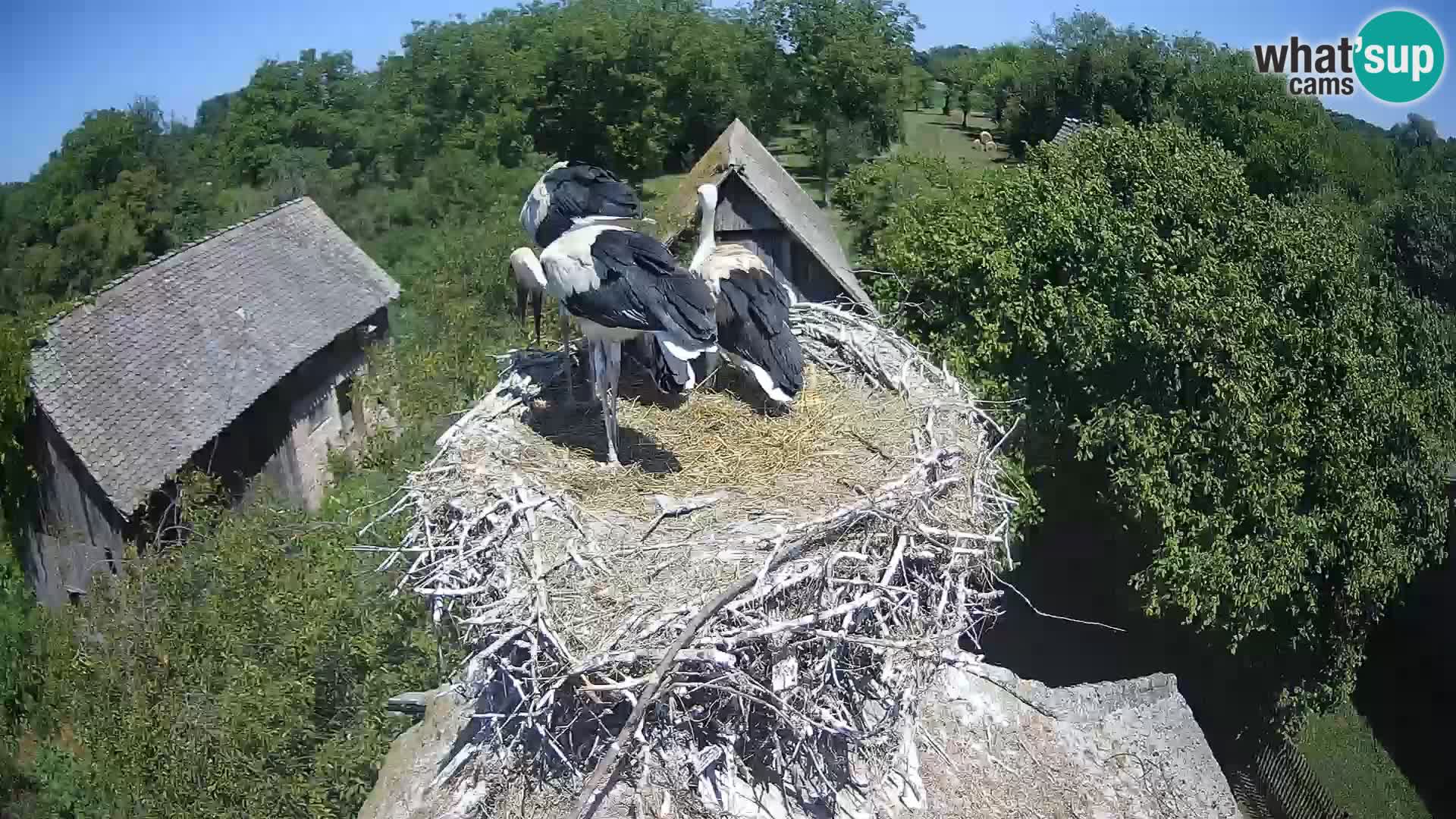 Evropska vas štorklje – Krajinski park Lonjsko polje spletna kamera