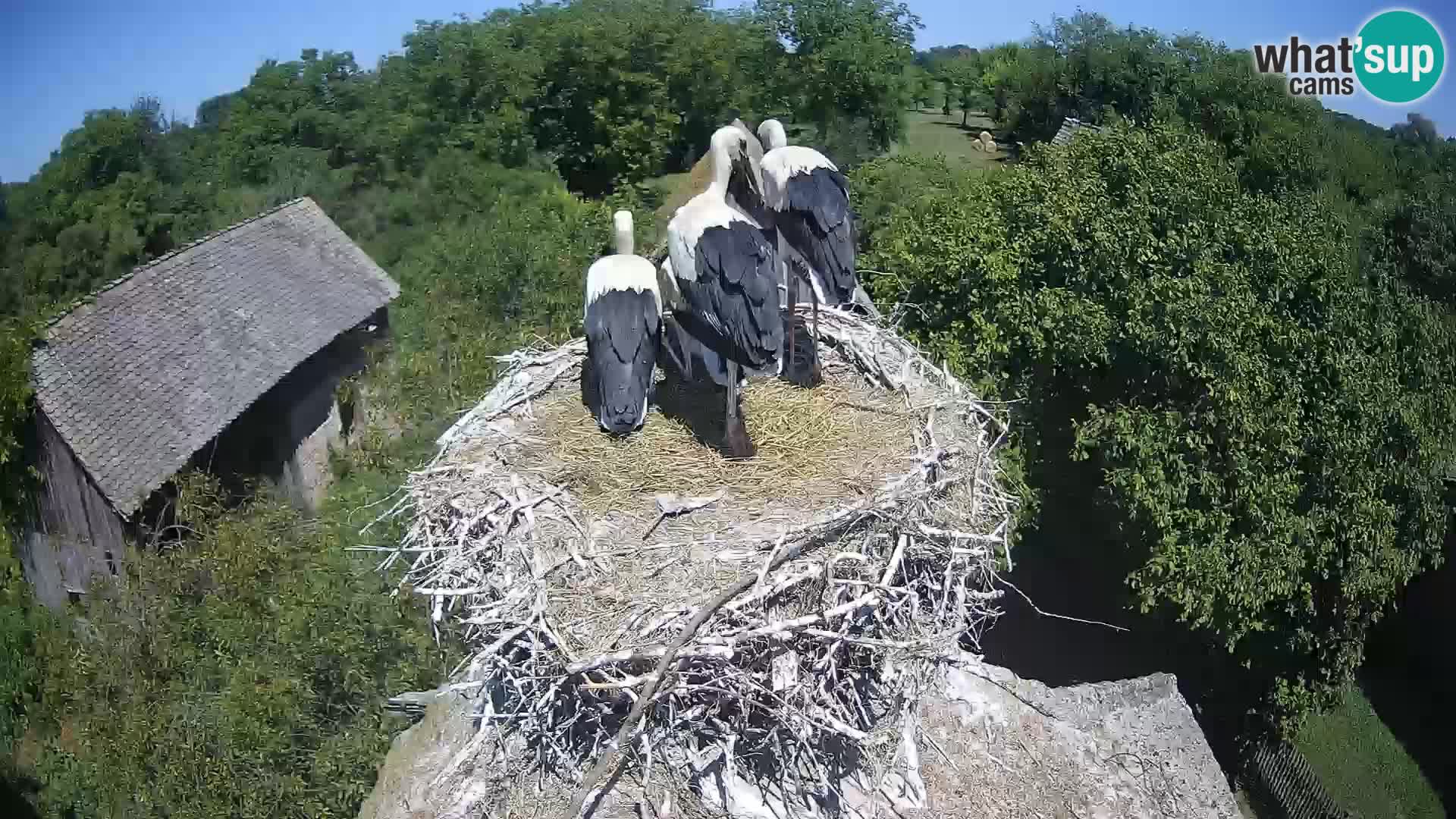 Pueblo europeo de cigüeñas camera en vivo Parque Natural Lonjsko polje