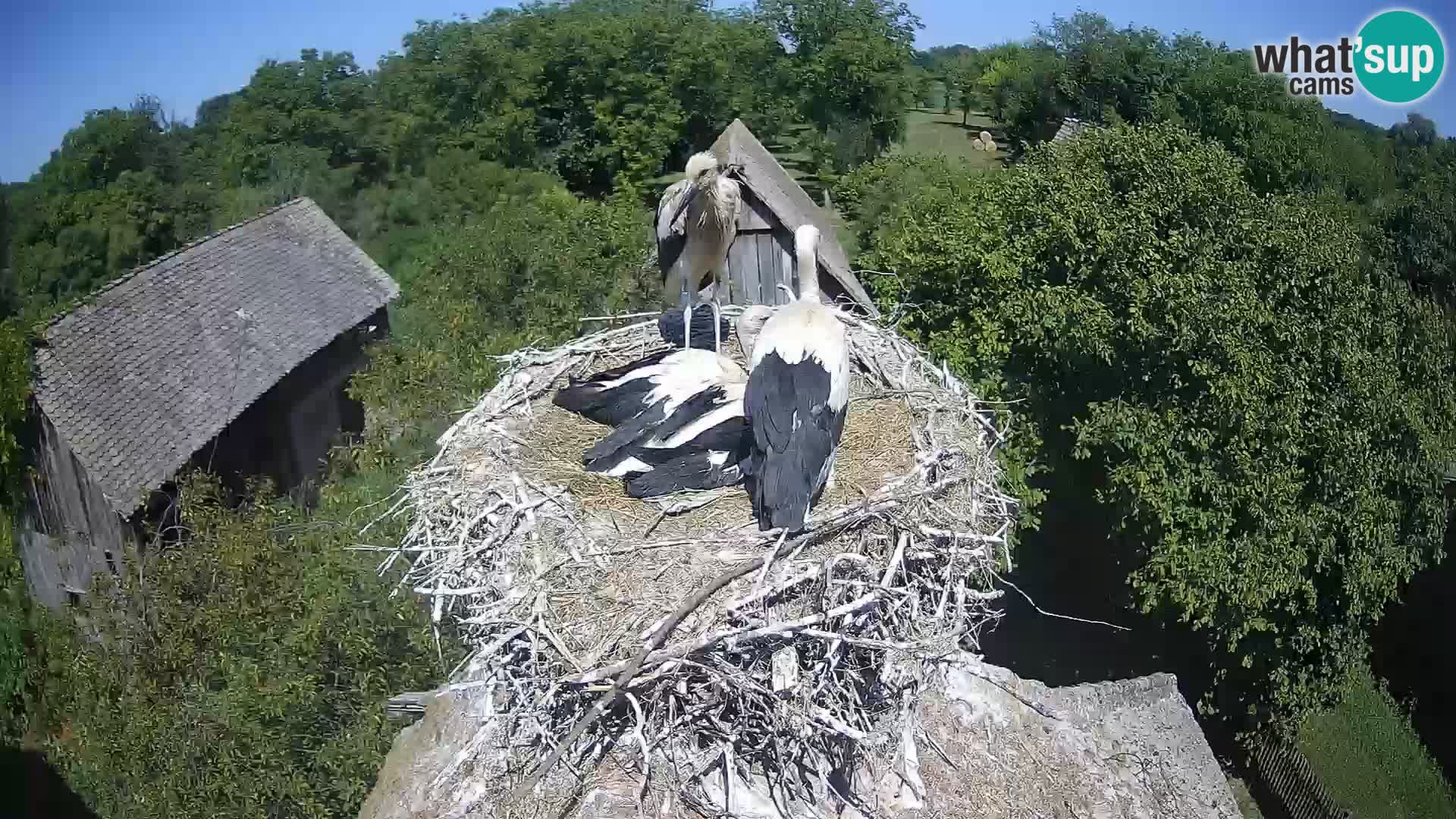 U živo Europsko selo roda – Park prirode Lonjsko polje