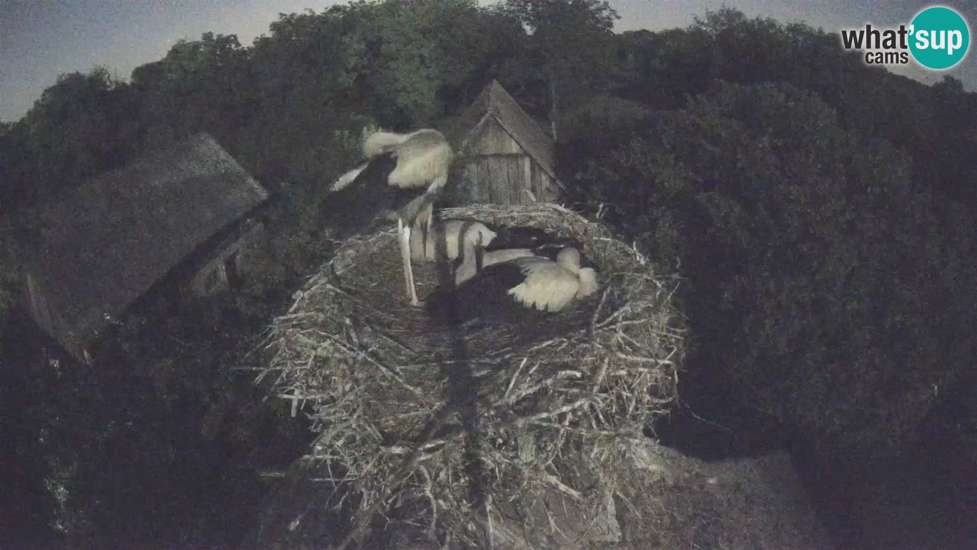 Villaggio delle cicogne europee webcam Parco naturale di Lonjsko polje