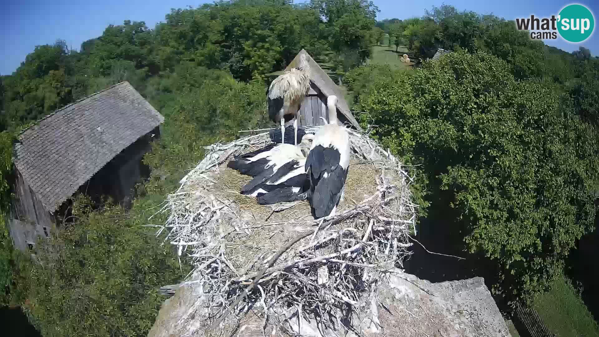 Villaggio delle cicogne europee webcam Parco naturale di Lonjsko polje