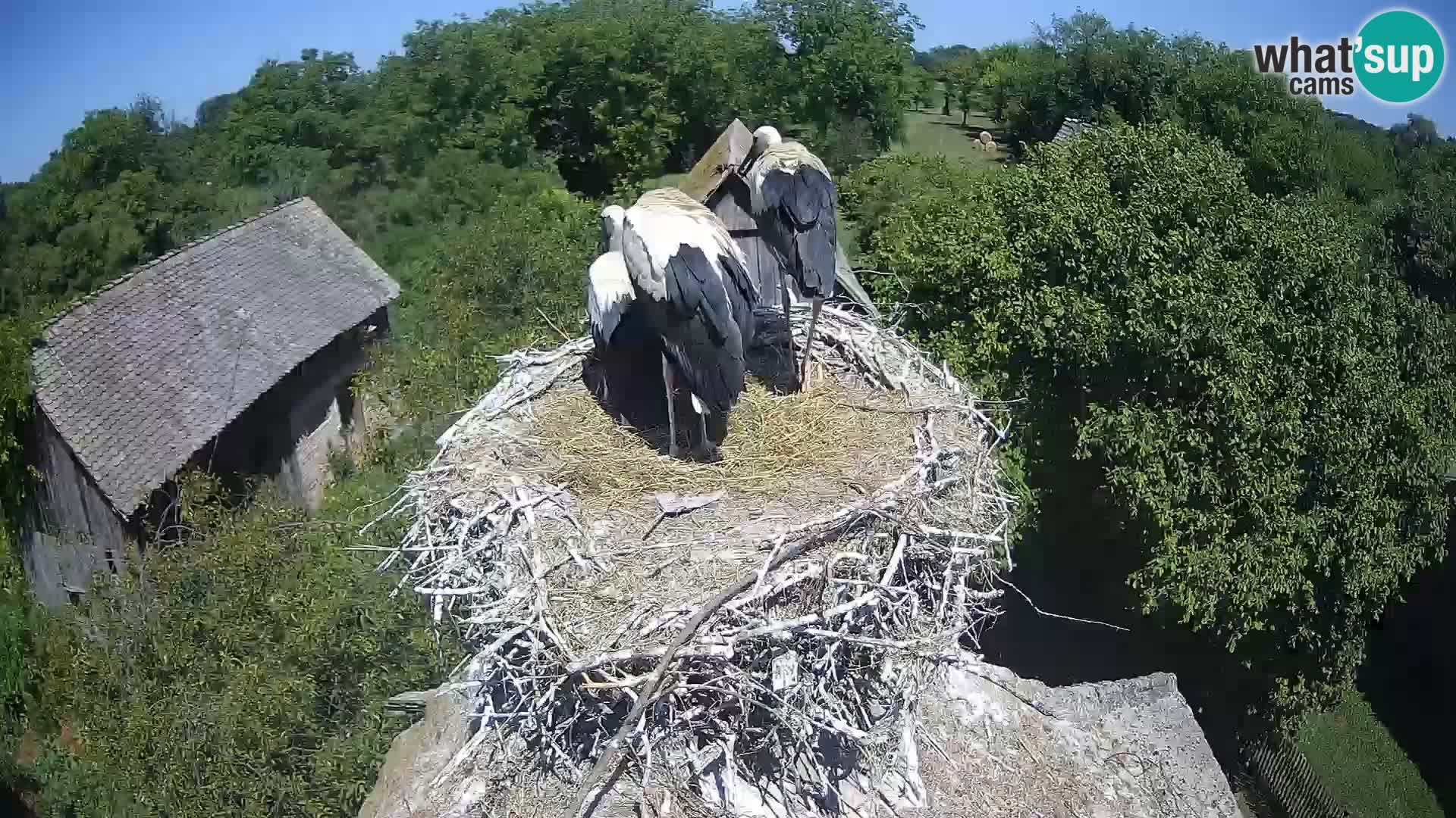 U živo Europsko selo roda – Park prirode Lonjsko polje