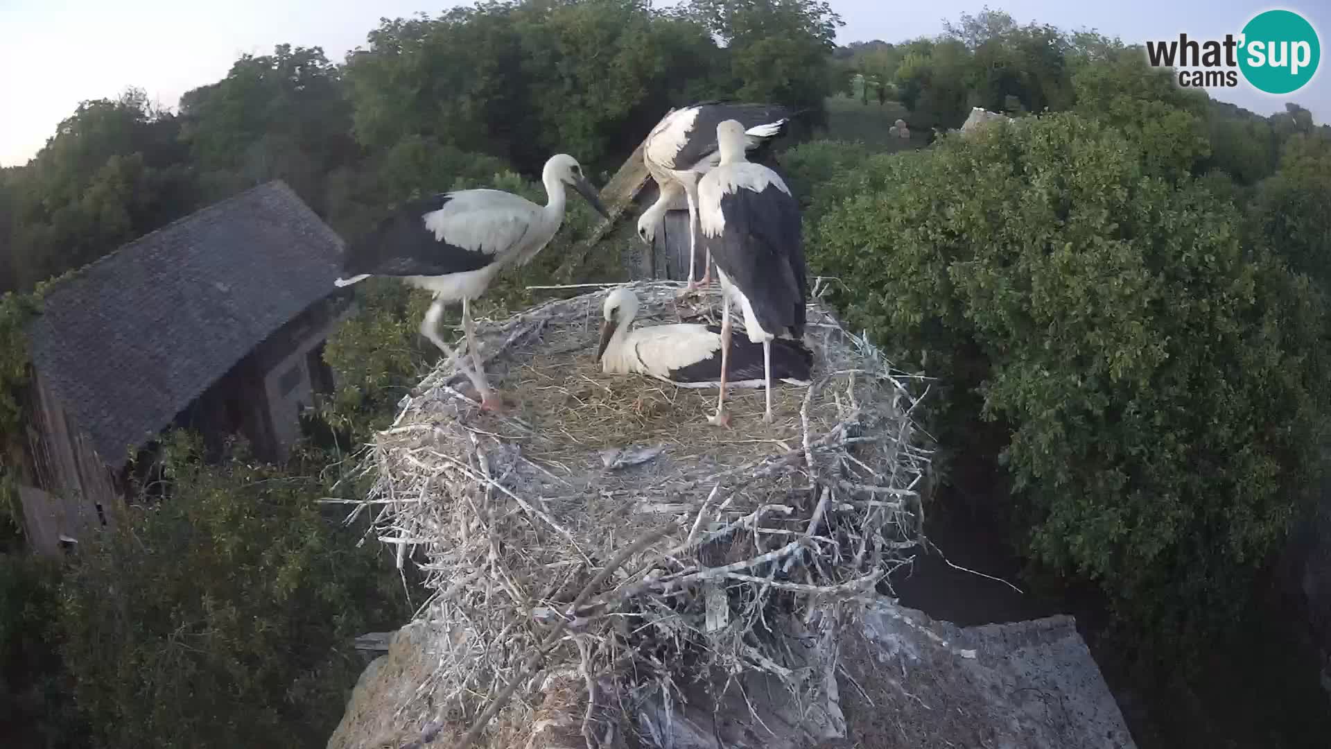 Village européen de cigognes webcam Parc naturel de Lonjsko polje
