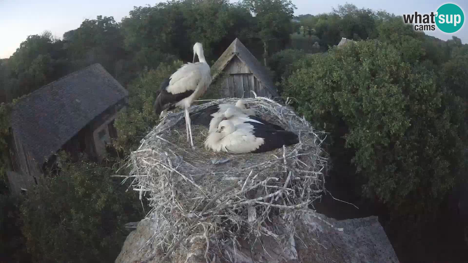 Webcam Europäisches Storchendorf – Naturpark Lonjsko polje