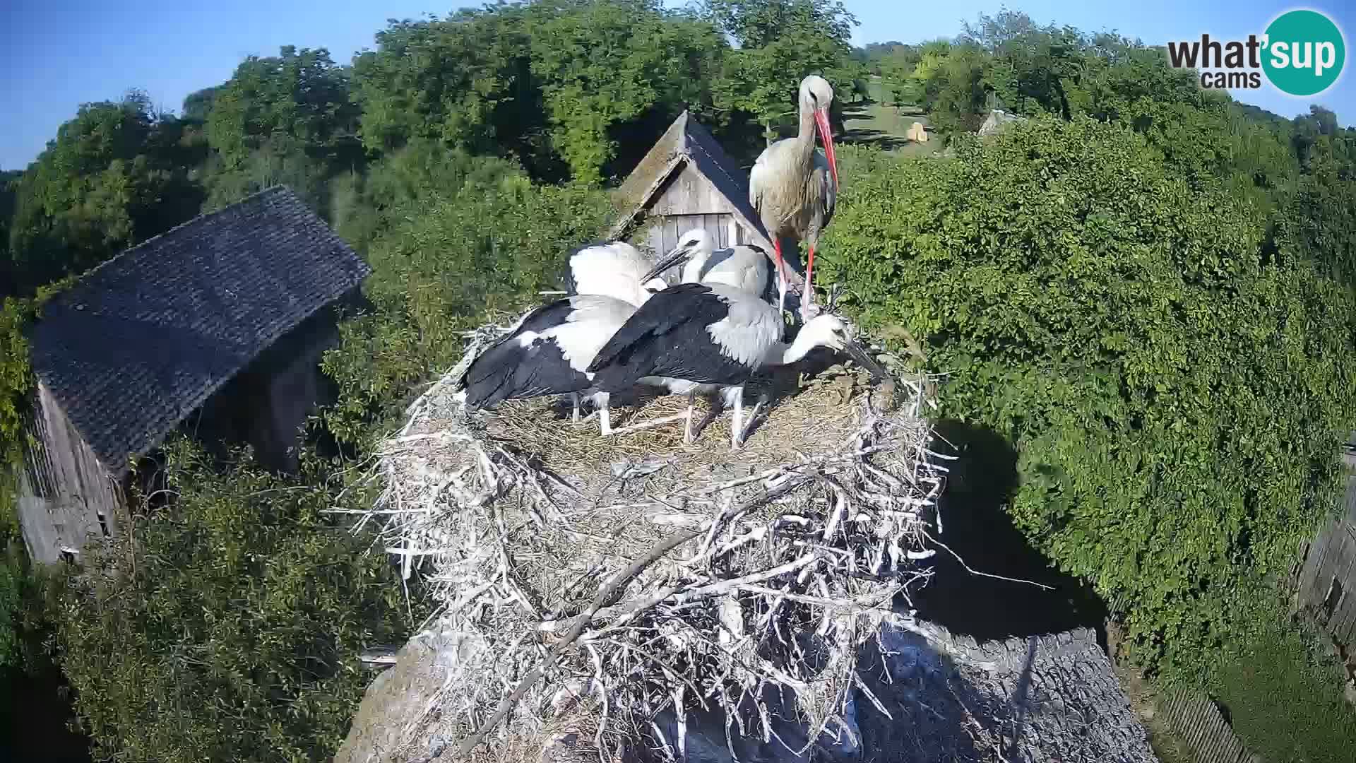 Webcam Europäisches Storchendorf – Naturpark Lonjsko polje