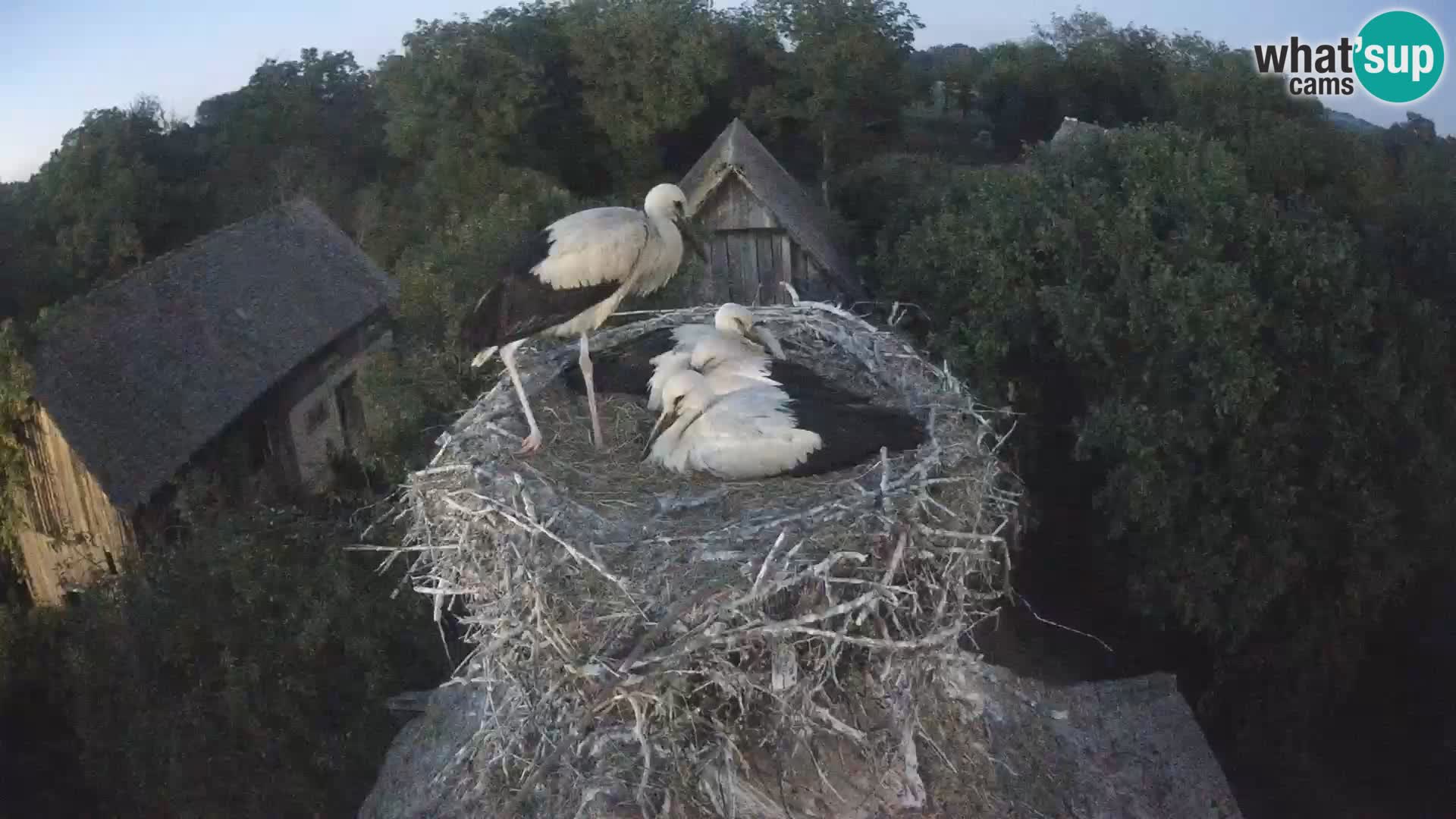 Webcam Europäisches Storchendorf – Naturpark Lonjsko polje
