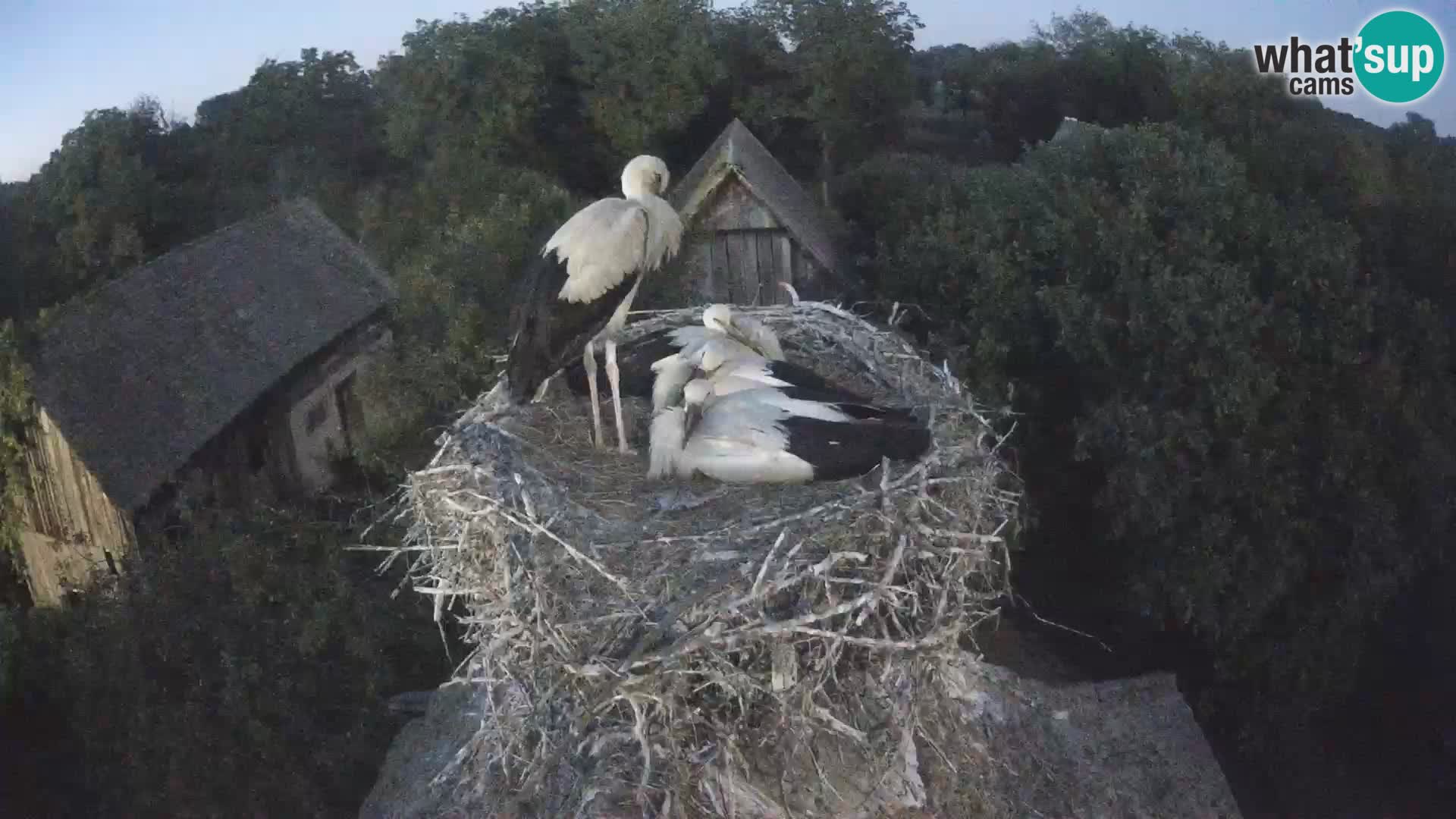 Village européen de cigognes webcam Parc naturel de Lonjsko polje