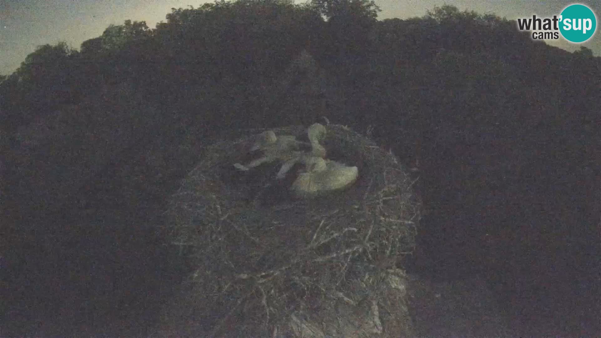 Village européen de cigognes webcam Parc naturel de Lonjsko polje