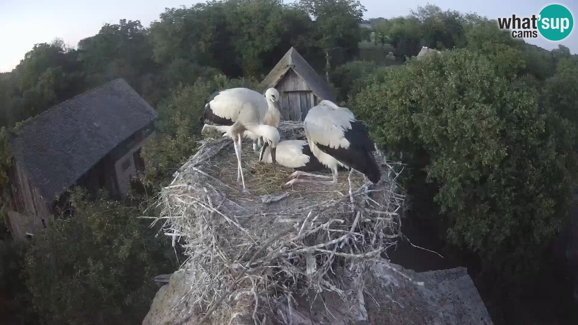 Pueblo europeo de cigüeñas camera en vivo Parque Natural Lonjsko polje