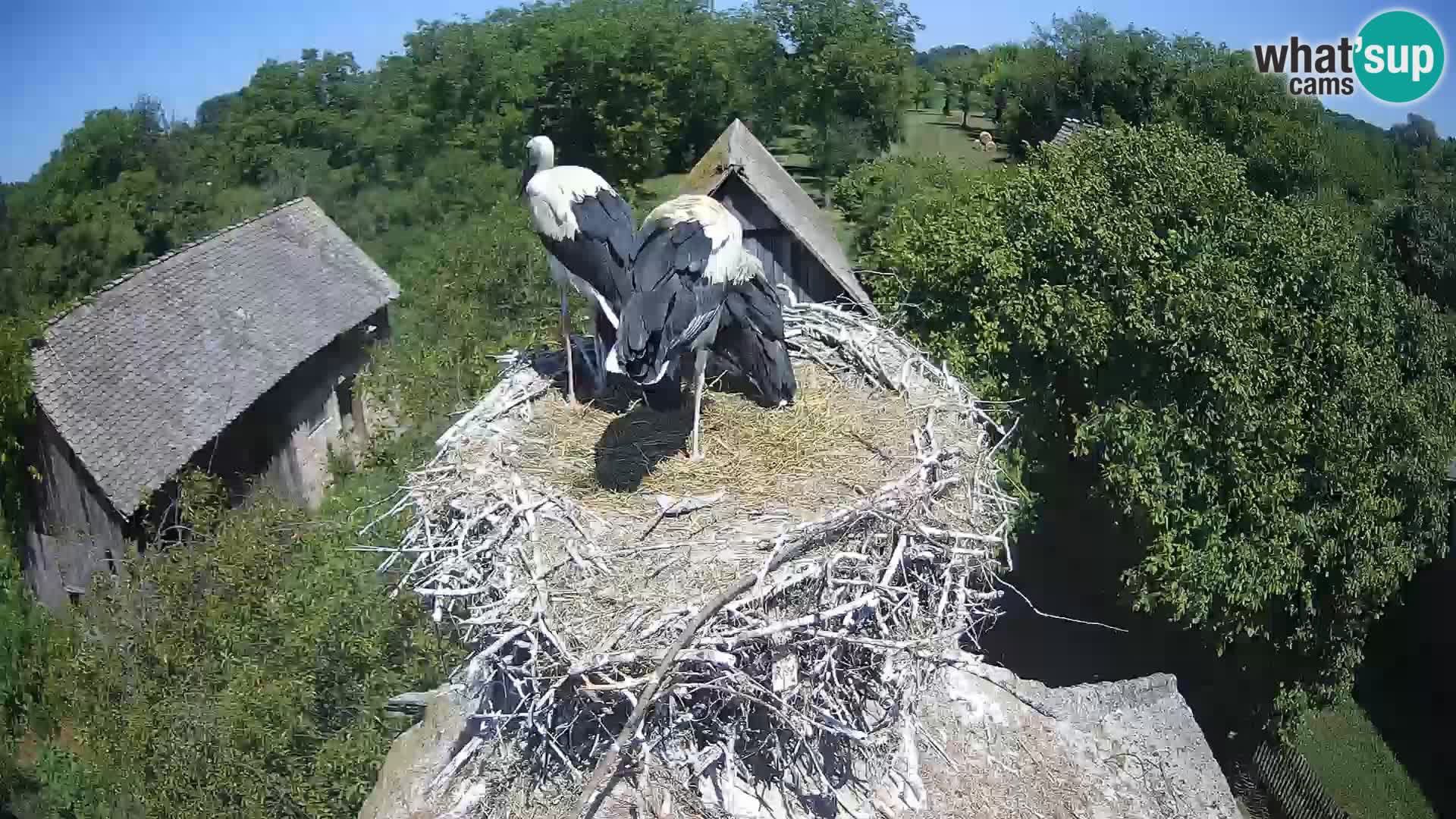 Webcam Europäisches Storchendorf – Naturpark Lonjsko polje