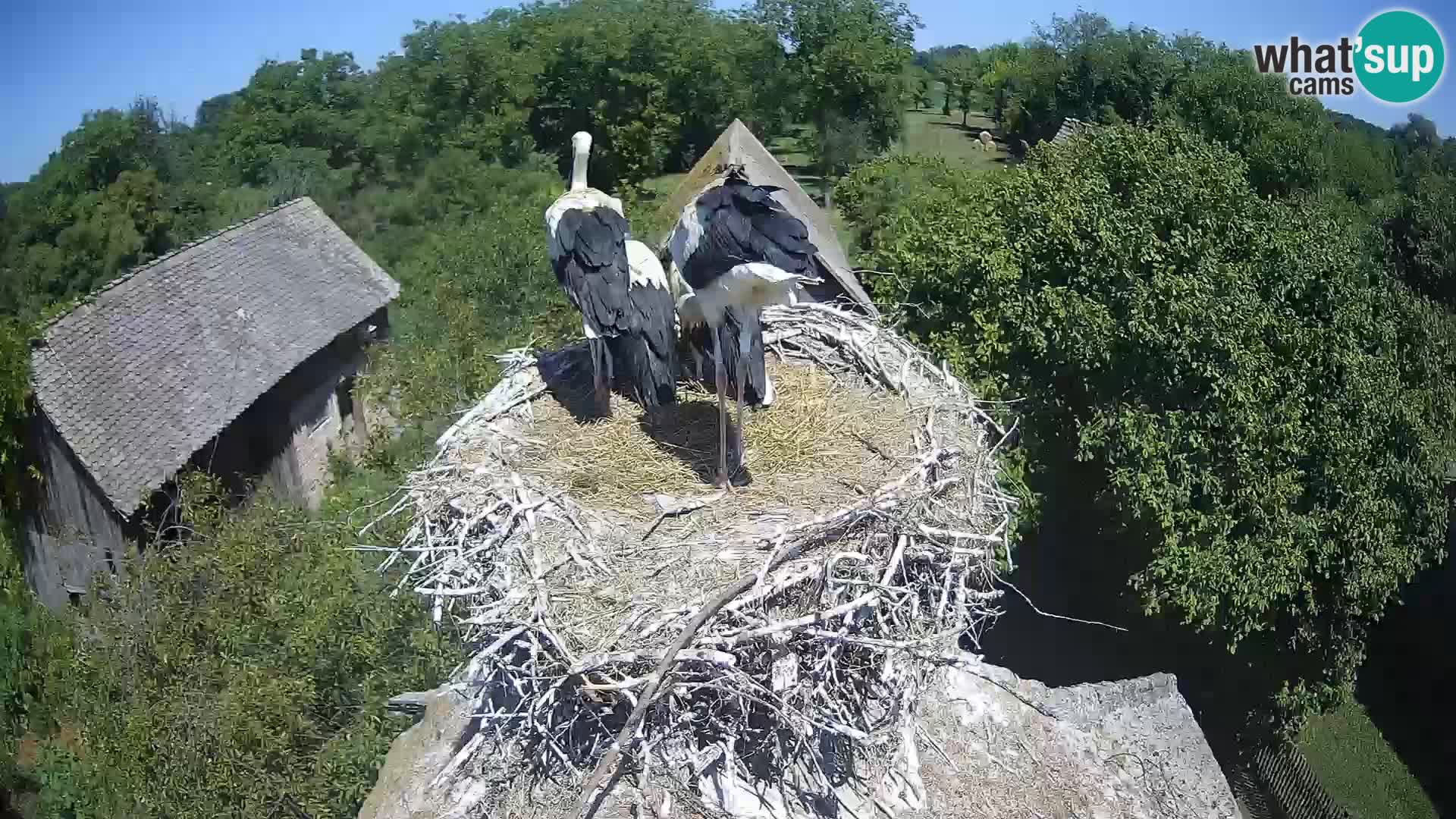 Pueblo europeo de cigüeñas camera en vivo Parque Natural Lonjsko polje