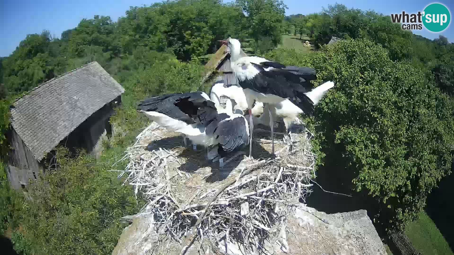 Pueblo europeo de cigüeñas camera en vivo Parque Natural Lonjsko polje