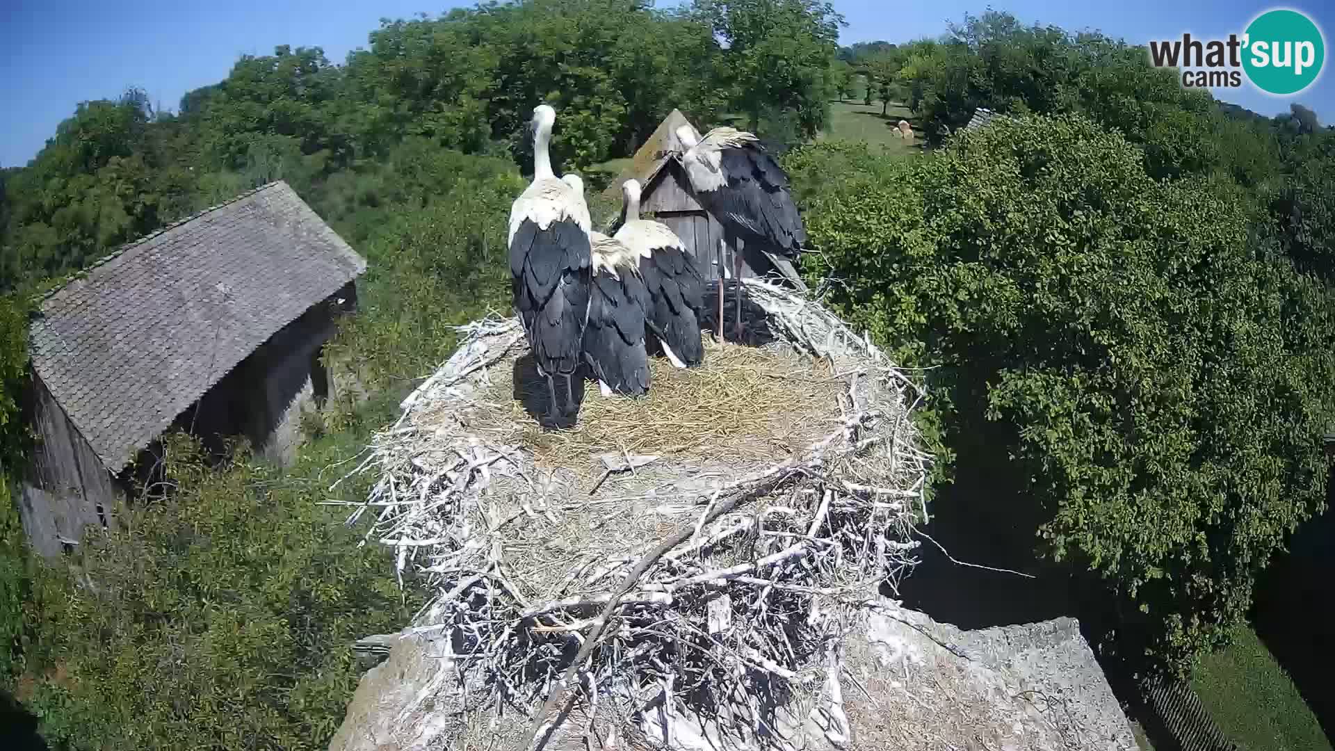 Pueblo europeo de cigüeñas camera en vivo Parque Natural Lonjsko polje