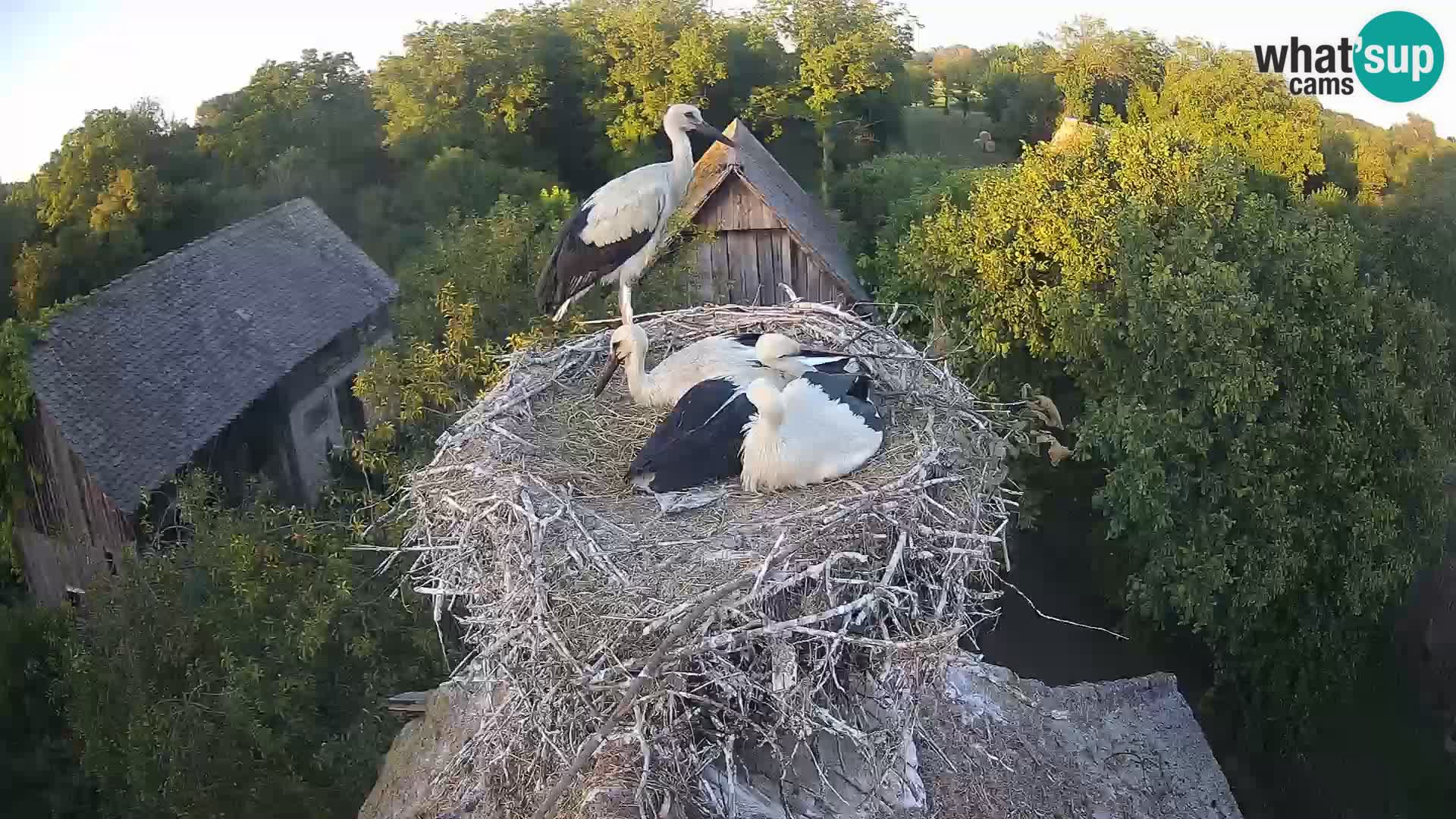 U živo Europsko selo roda – Park prirode Lonjsko polje