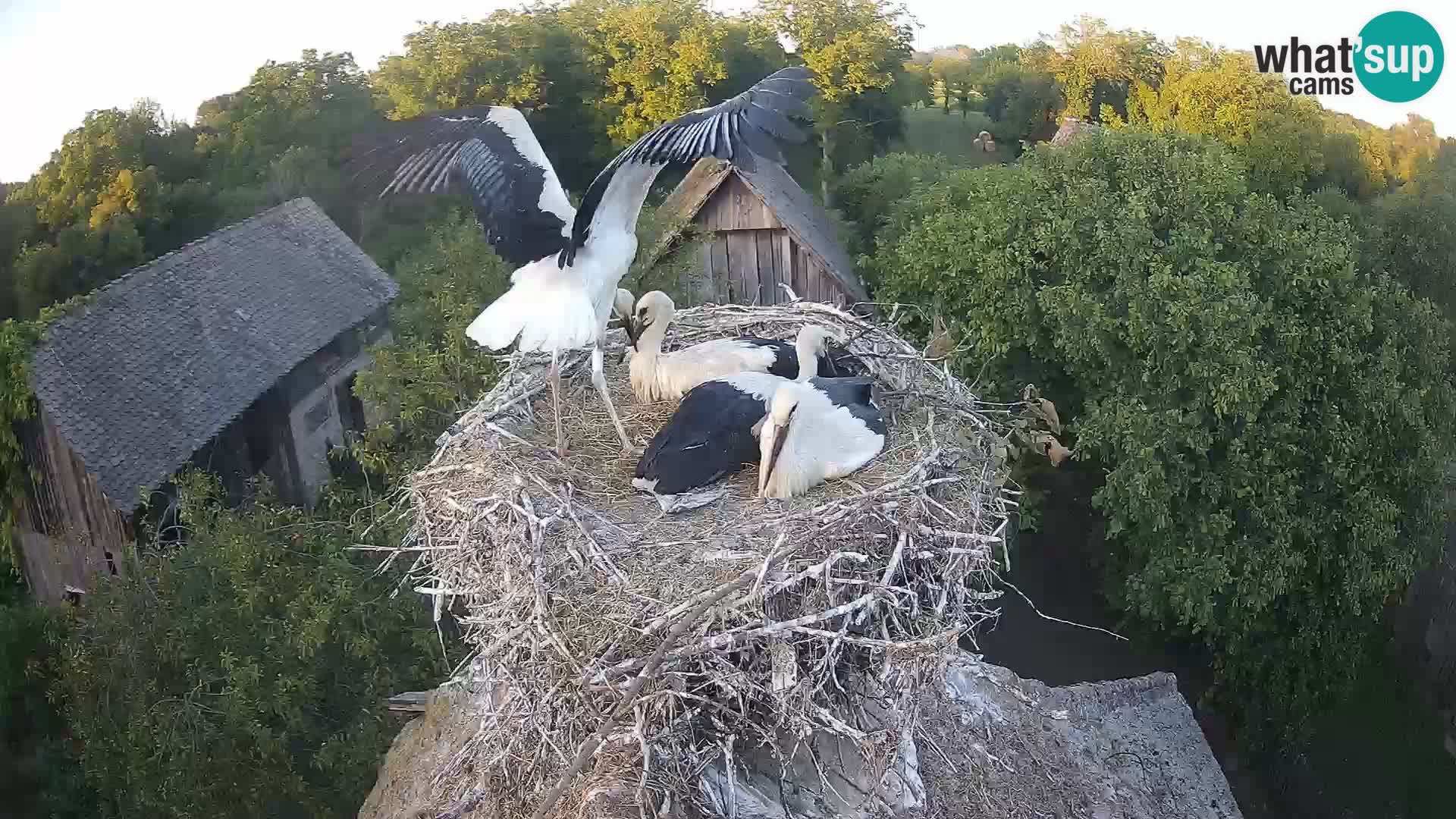 Live webcam European stork village – Lonjsko polje Nature Park