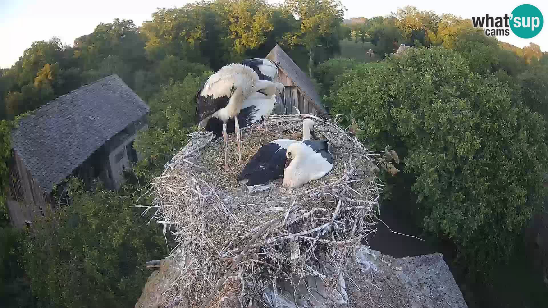 Live webcam European stork village – Lonjsko polje Nature Park