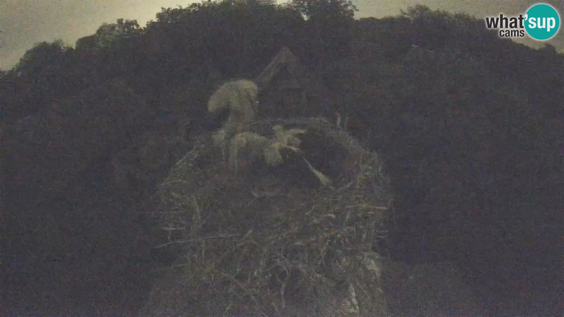 Villaggio delle cicogne europee webcam Parco naturale di Lonjsko polje
