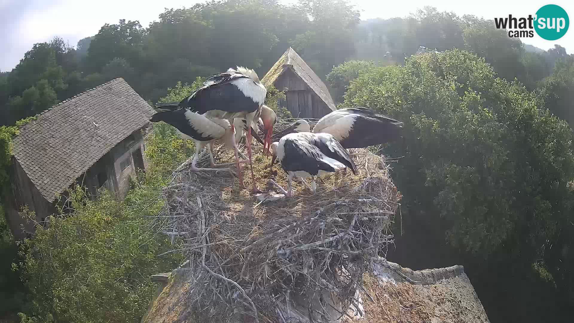 Village européen de cigognes webcam Parc naturel de Lonjsko polje