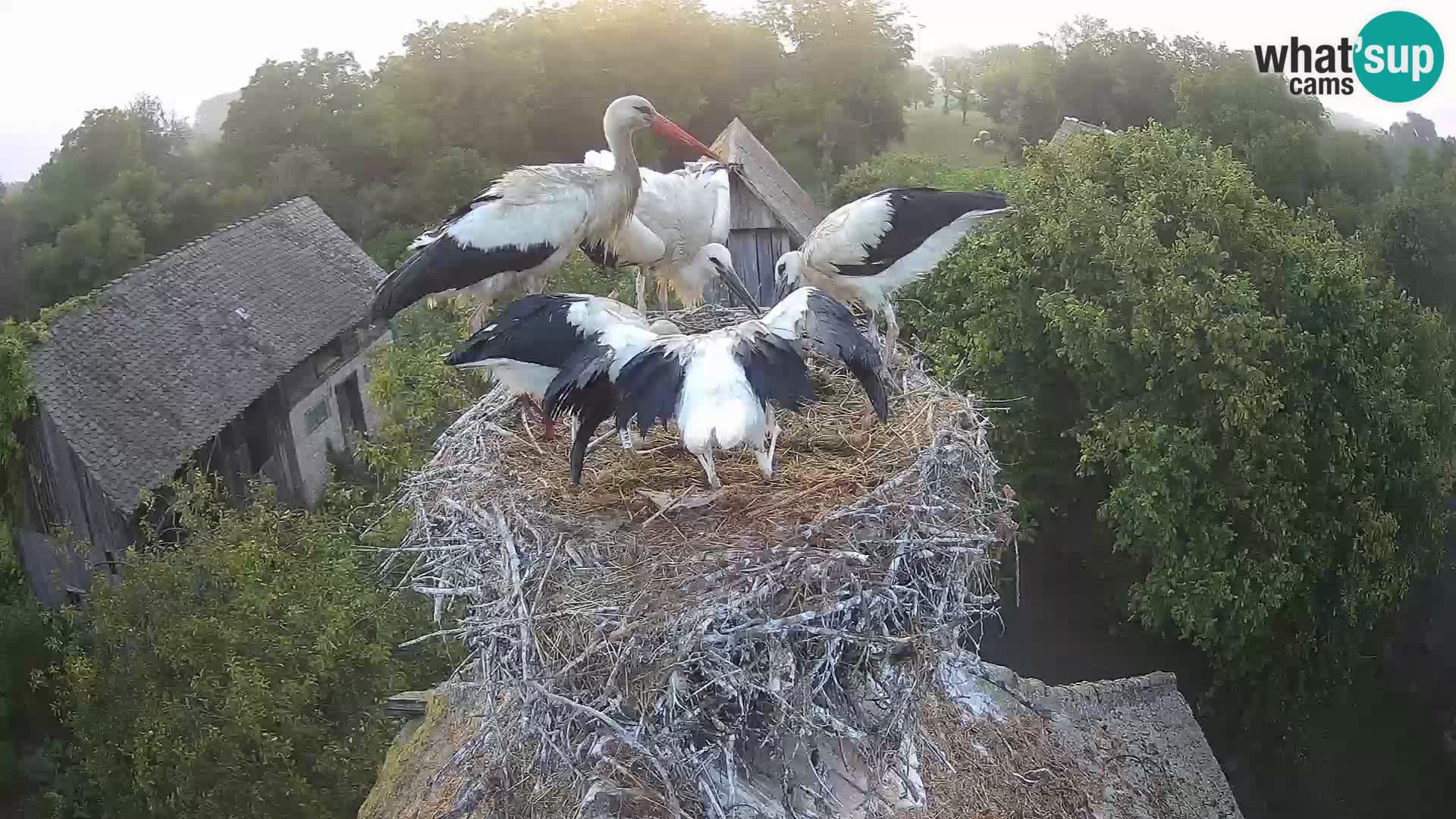 Live webcam European stork village – Lonjsko polje Nature Park