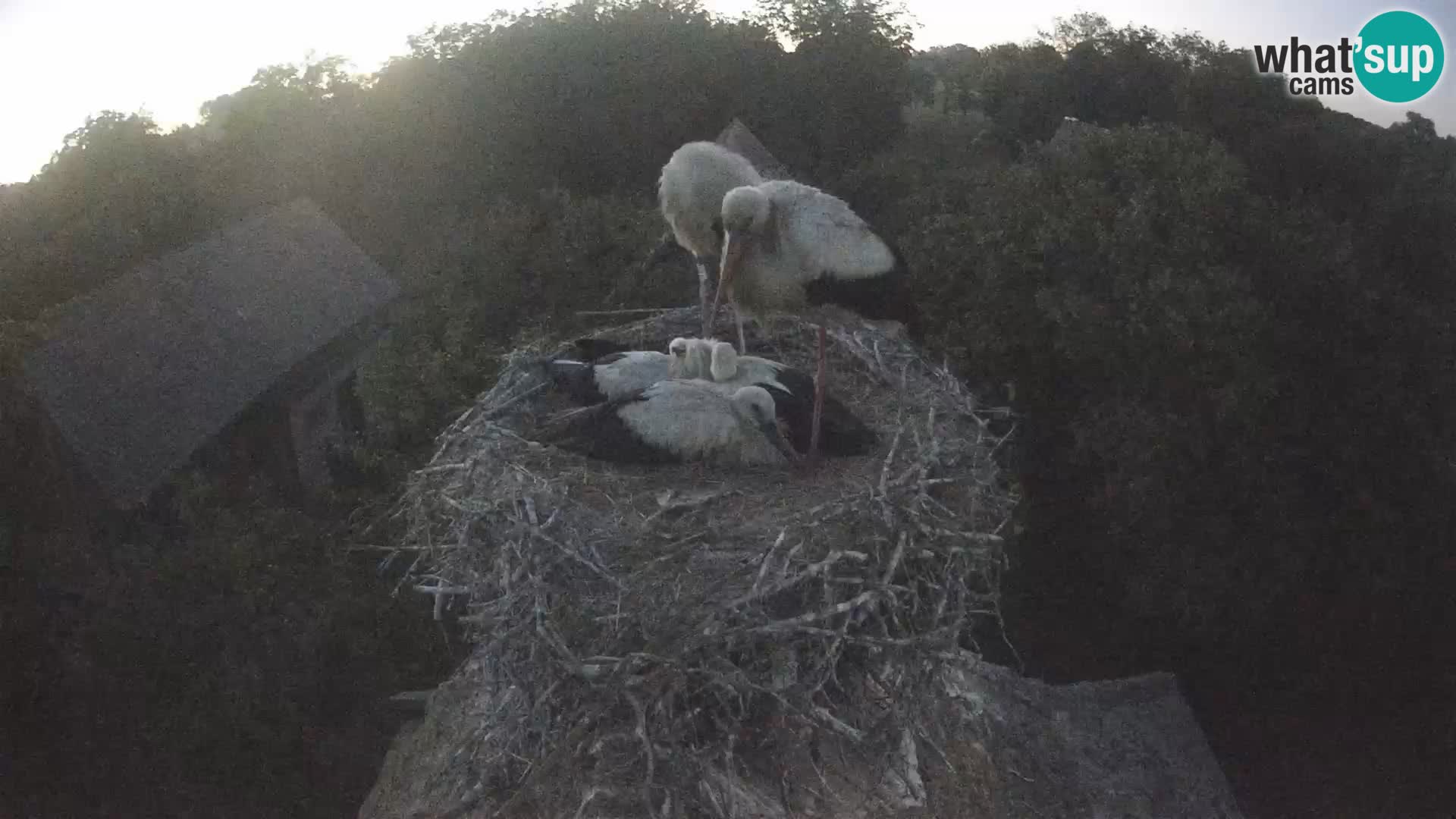 Webcam Europäisches Storchendorf – Naturpark Lonjsko polje