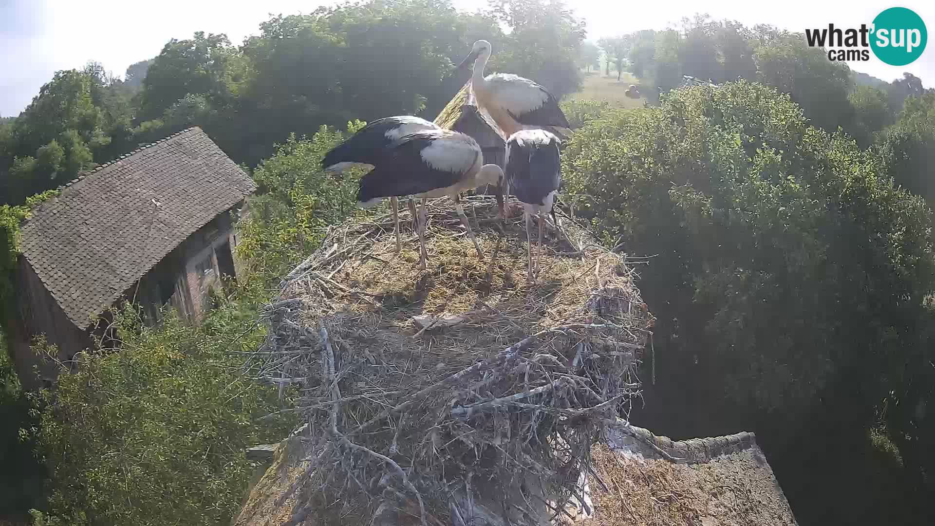 Live webcam European stork village – Lonjsko polje Nature Park