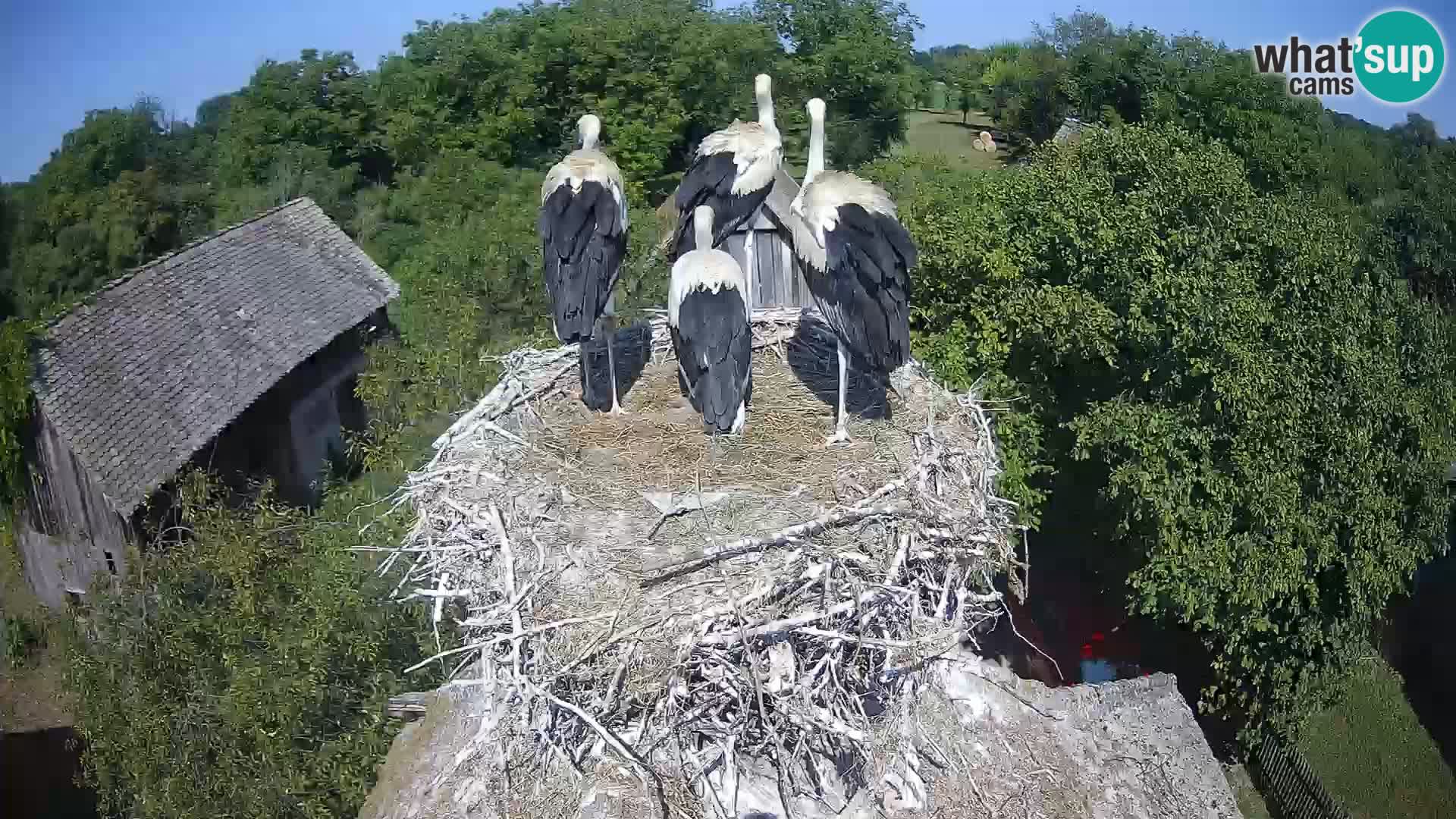 U živo Europsko selo roda – Park prirode Lonjsko polje