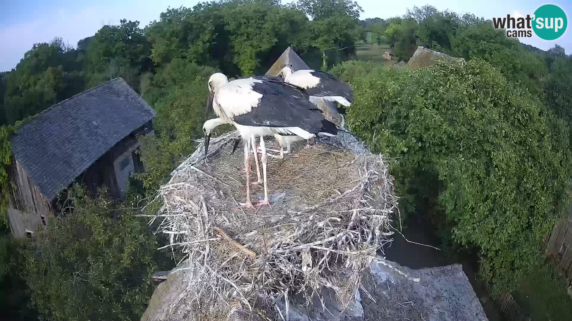 Live webcam European stork village – Lonjsko polje Nature Park