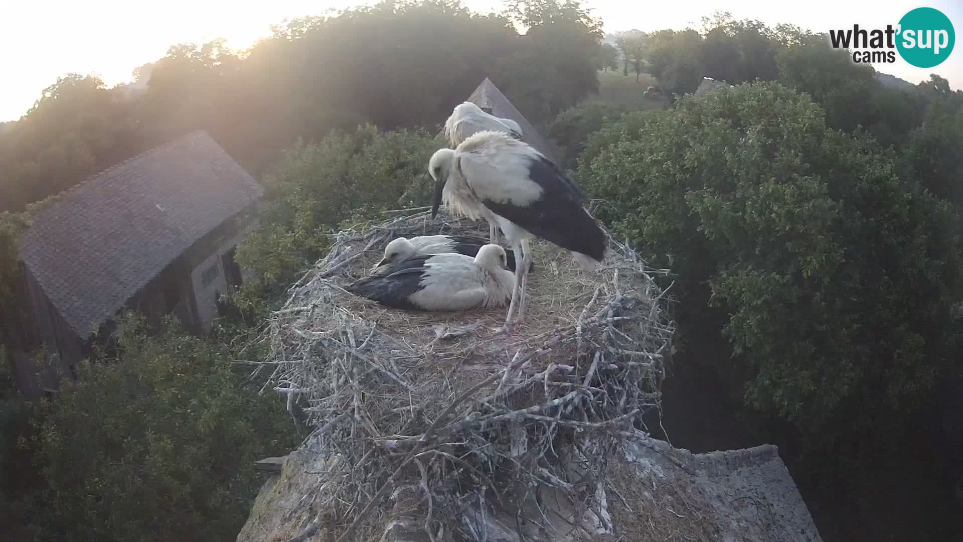 Villaggio delle cicogne europee webcam Parco naturale di Lonjsko polje