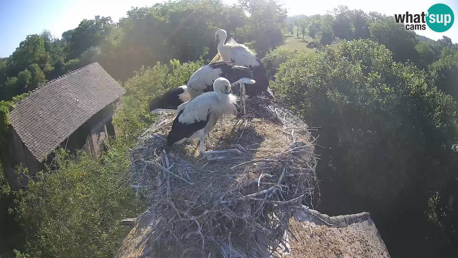 Villaggio delle cicogne europee webcam Parco naturale di Lonjsko polje