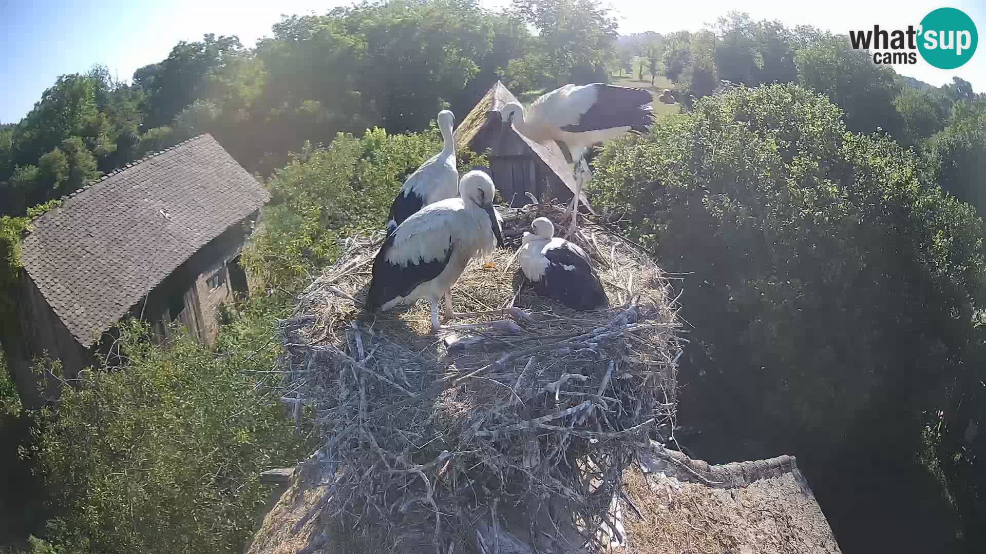 U živo Europsko selo roda – Park prirode Lonjsko polje
