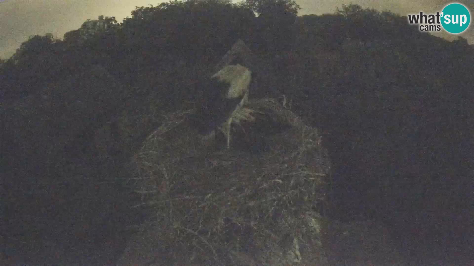 Village européen de cigognes webcam Parc naturel de Lonjsko polje