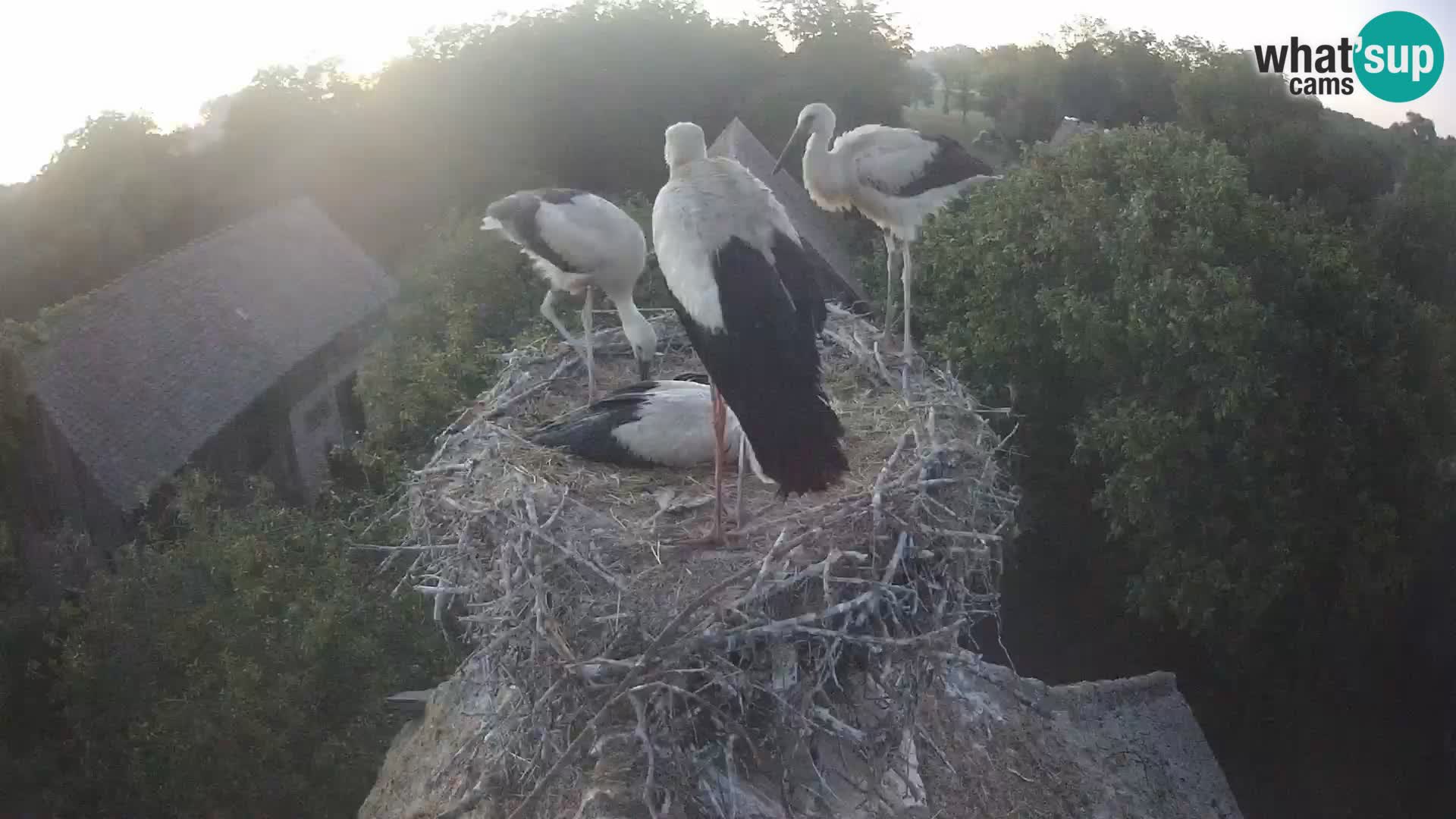 Live webcam European stork village – Lonjsko polje Nature Park