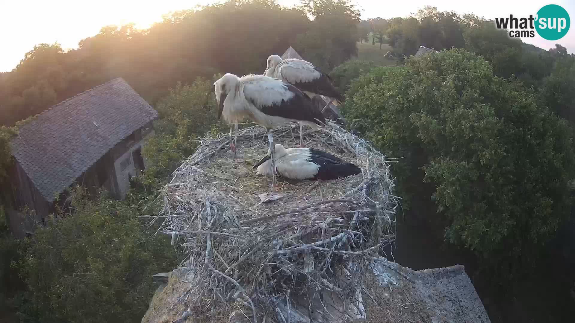 U živo Europsko selo roda – Park prirode Lonjsko polje