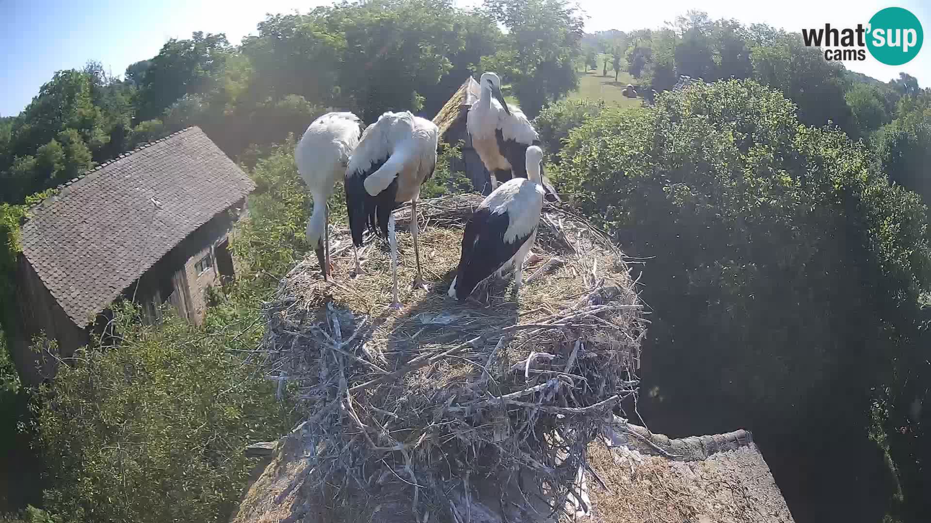 Pueblo europeo de cigüeñas camera en vivo Parque Natural Lonjsko polje