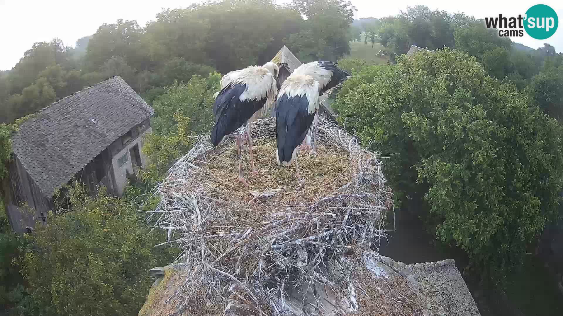 Pueblo europeo de cigüeñas camera en vivo Parque Natural Lonjsko polje