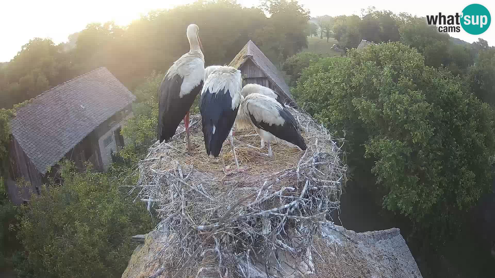Live webcam European stork village – Lonjsko polje Nature Park