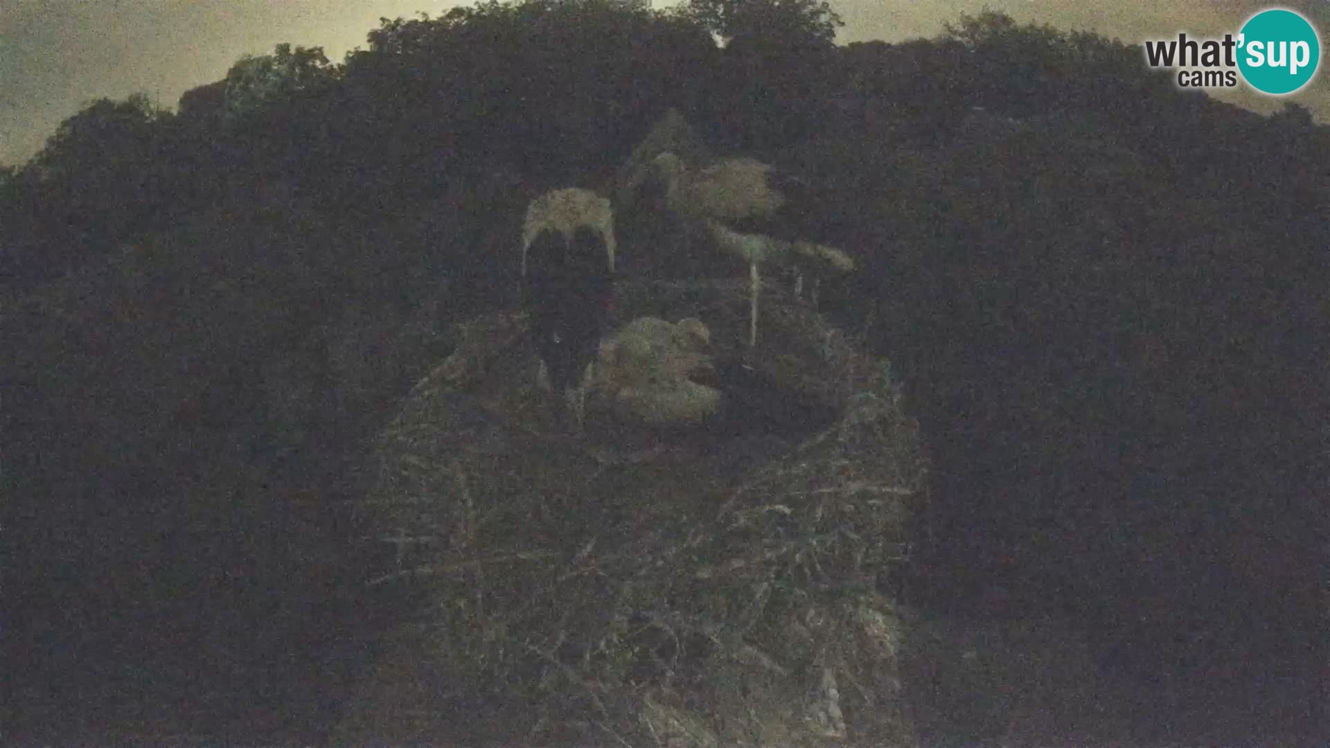Live webcam European stork village – Lonjsko polje Nature Park