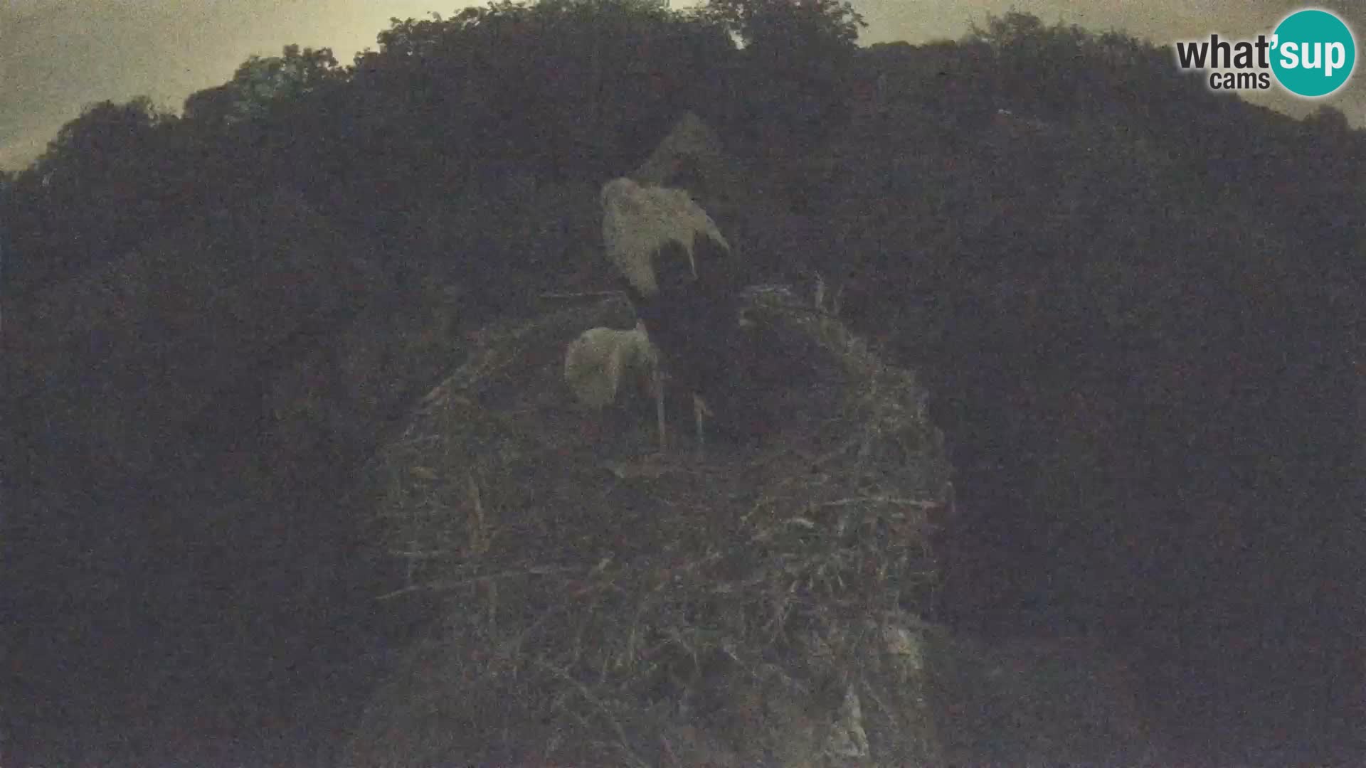 Villaggio delle cicogne europee webcam Parco naturale di Lonjsko polje