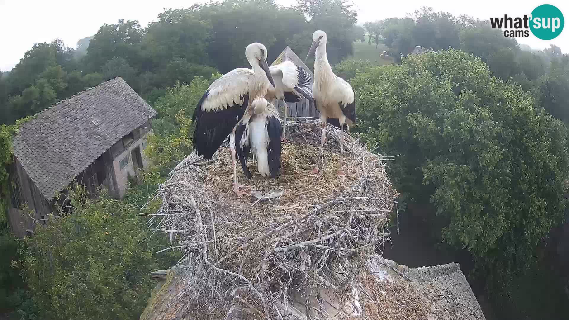 Villaggio delle cicogne europee webcam Parco naturale di Lonjsko polje