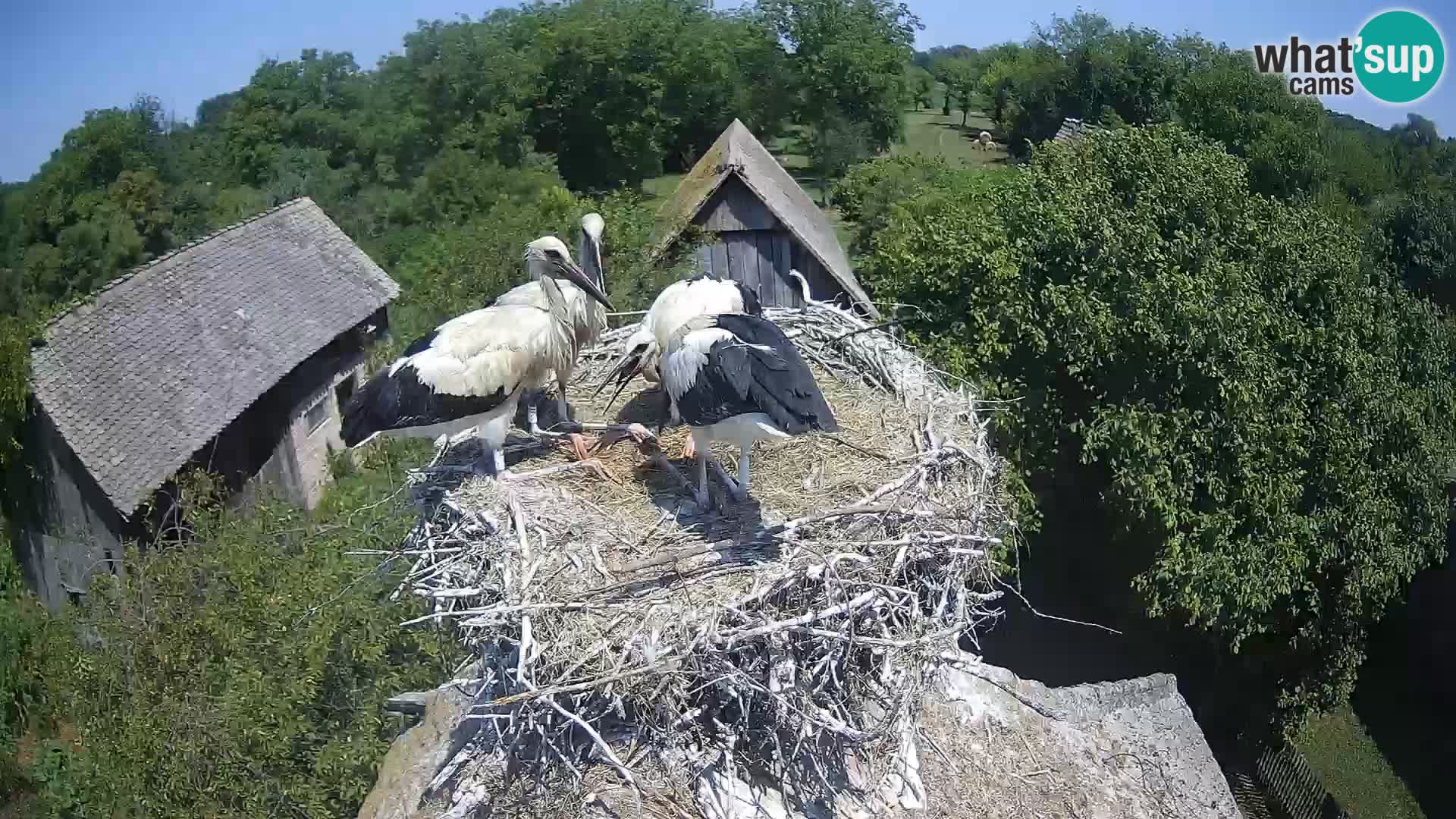 U živo Europsko selo roda – Park prirode Lonjsko polje