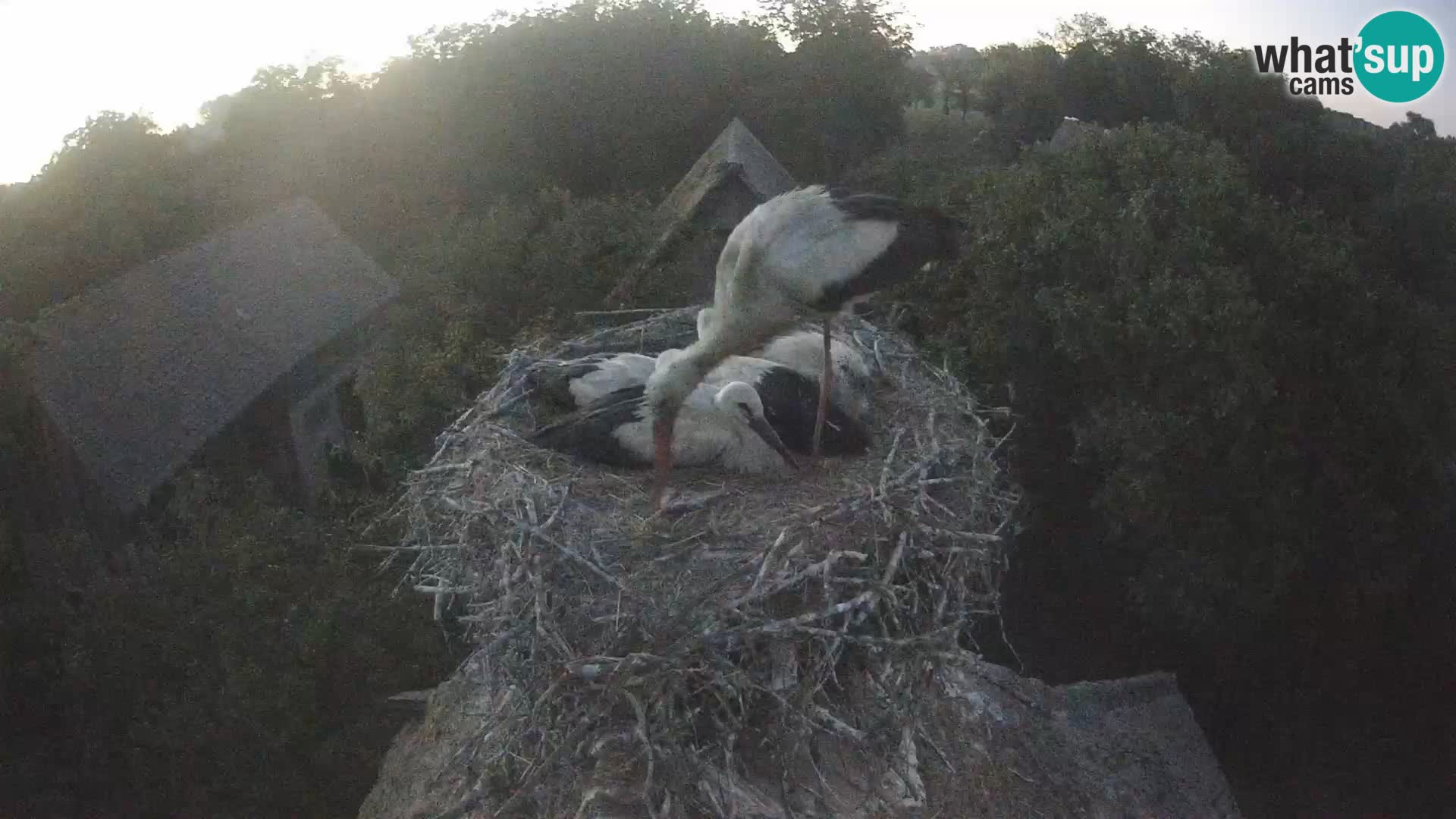Webcam Europäisches Storchendorf – Naturpark Lonjsko polje