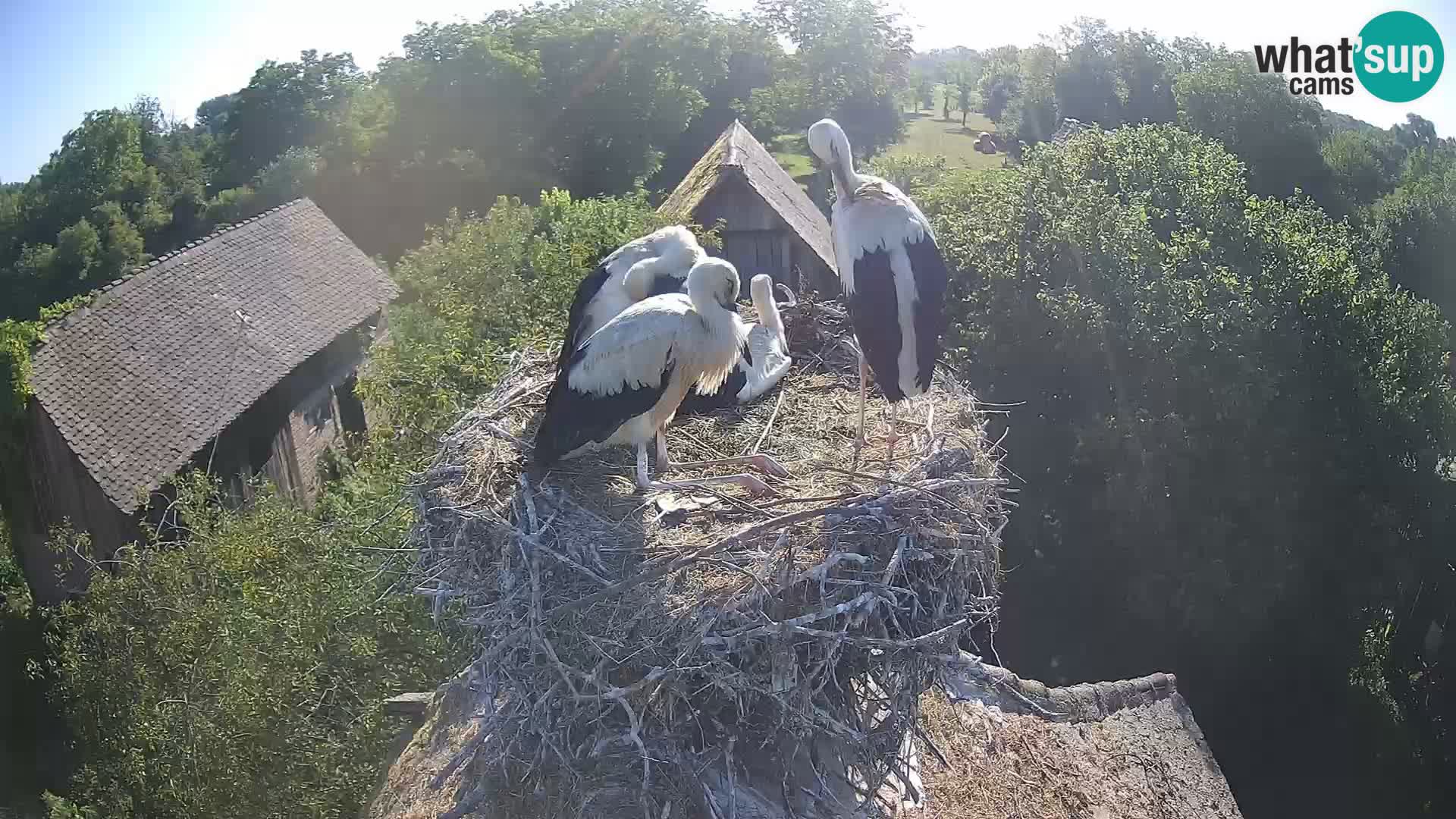Village européen de cigognes webcam Parc naturel de Lonjsko polje